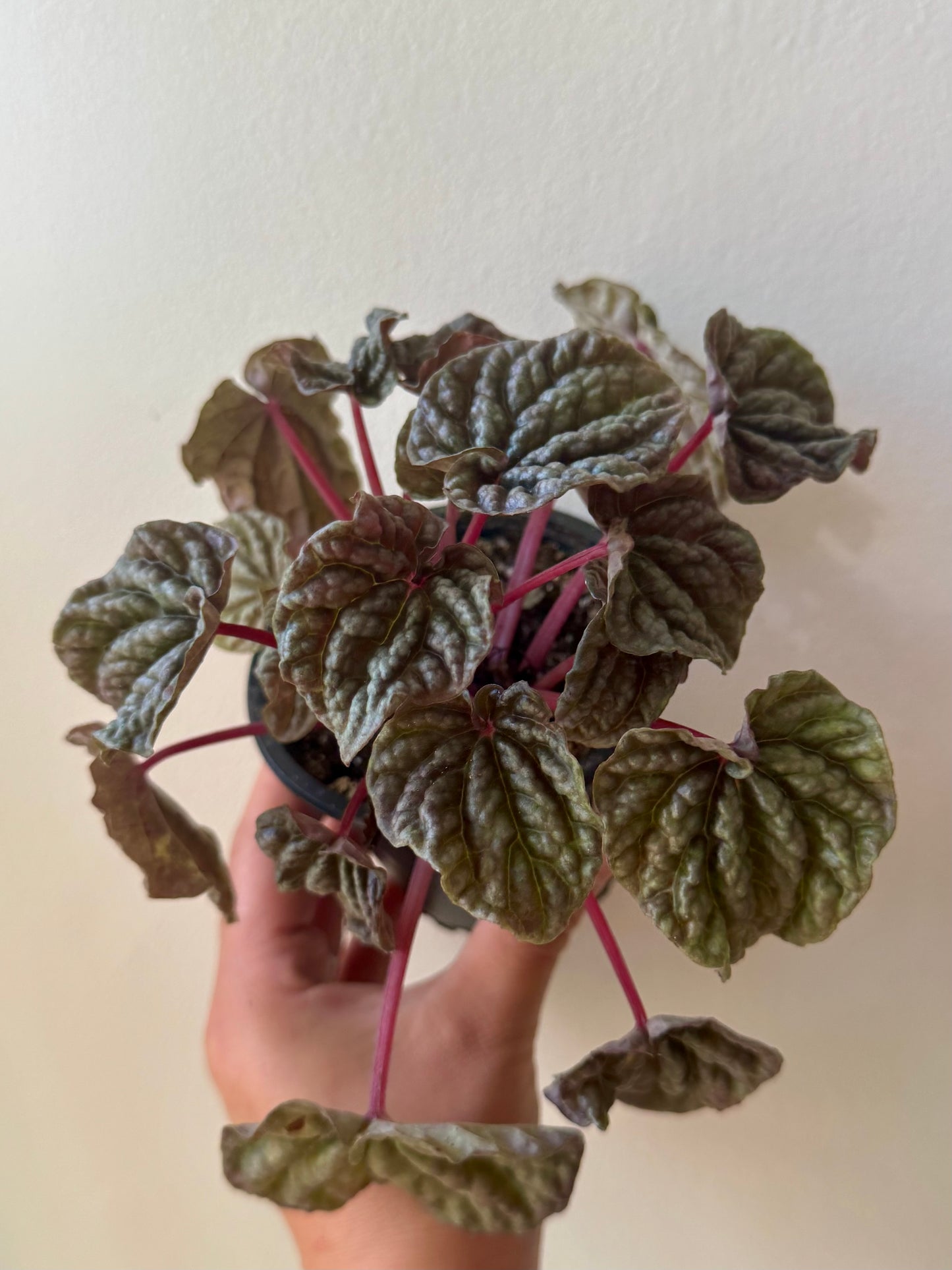 Peperomia