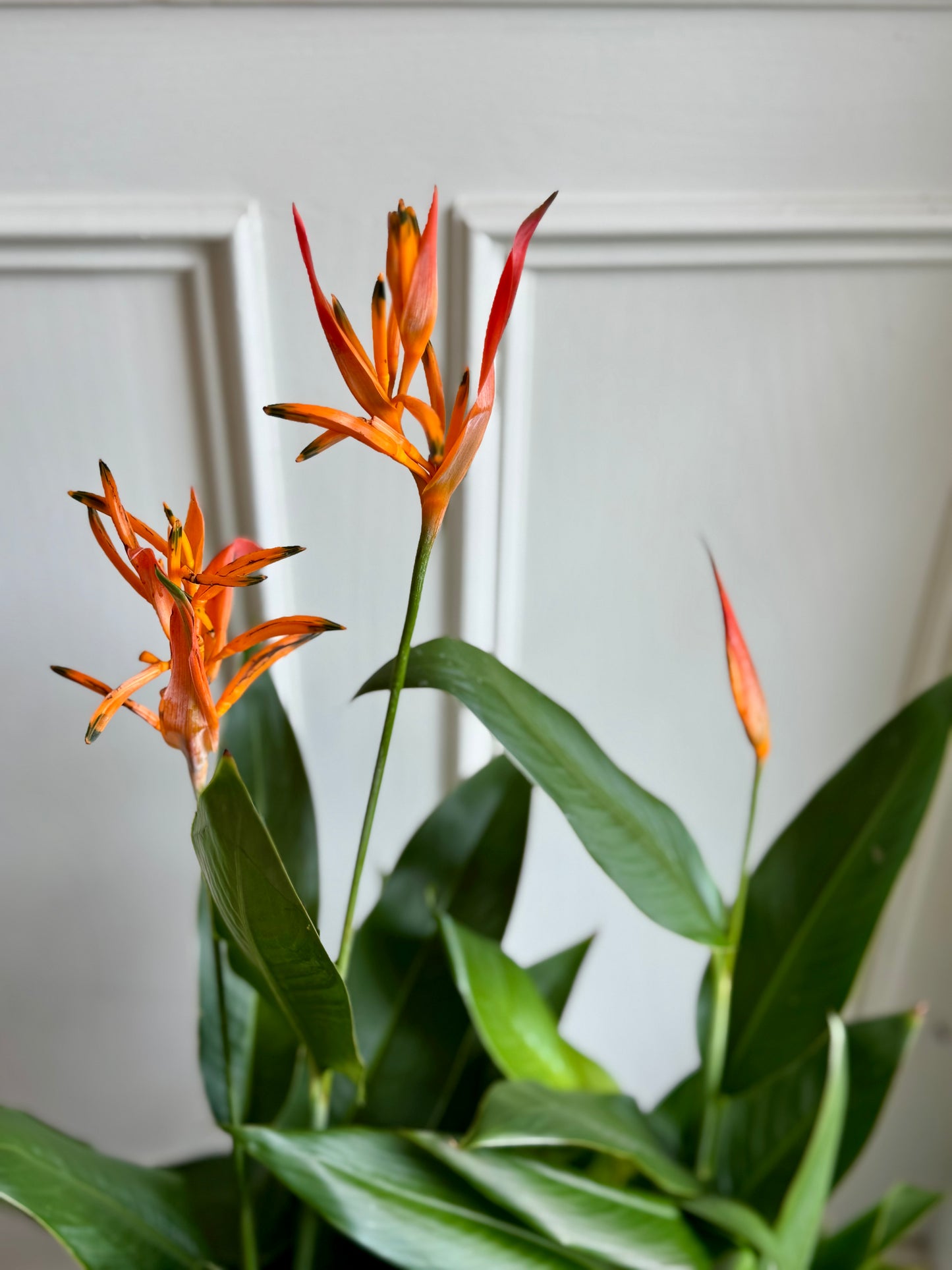 Heliconia (Lobster-Claws)