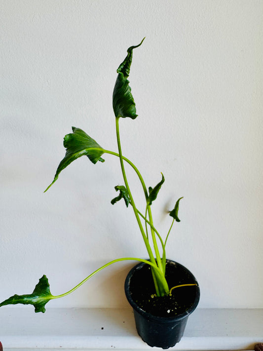 Alocasia Triangluaris