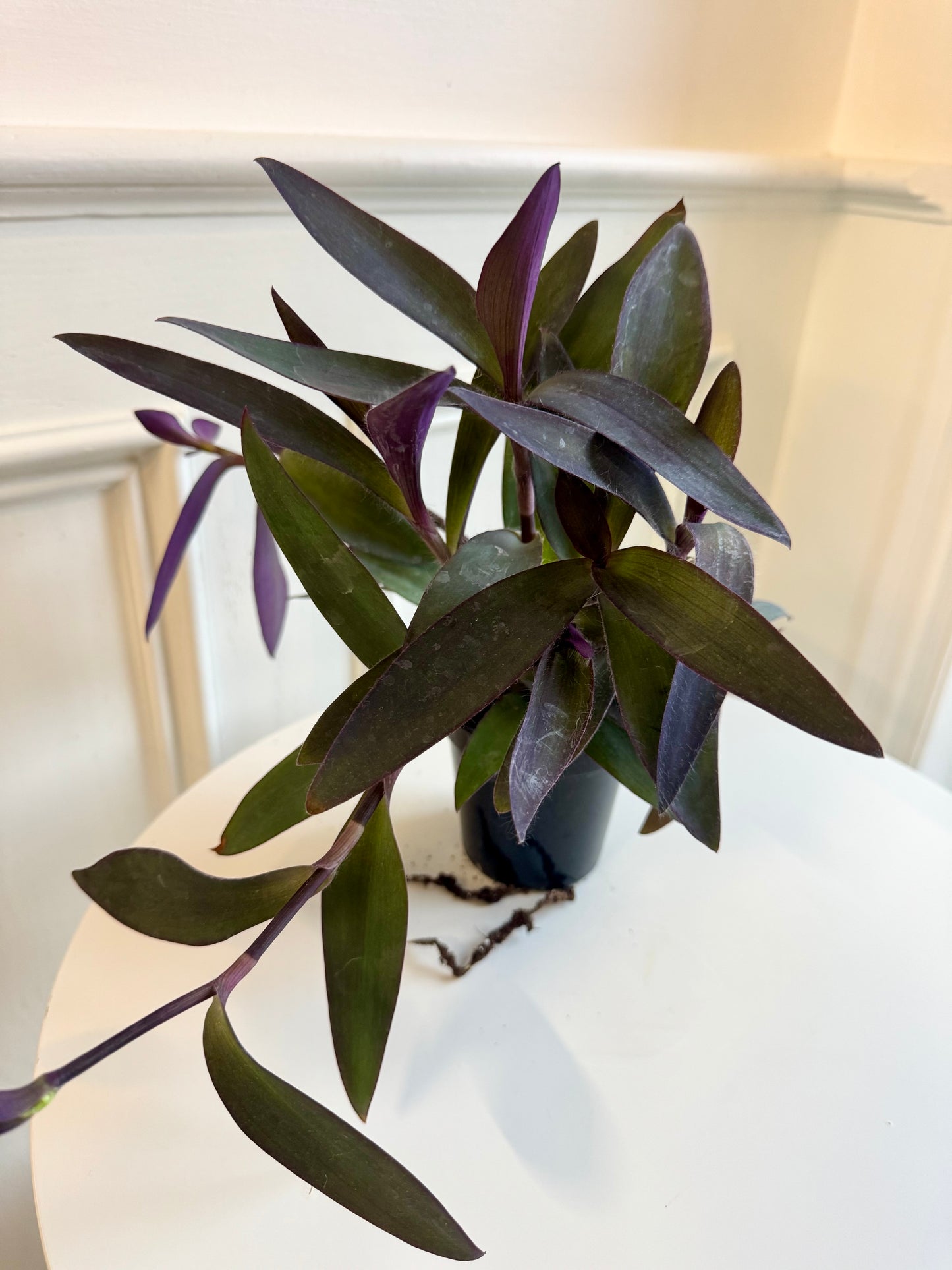 Tradescantia