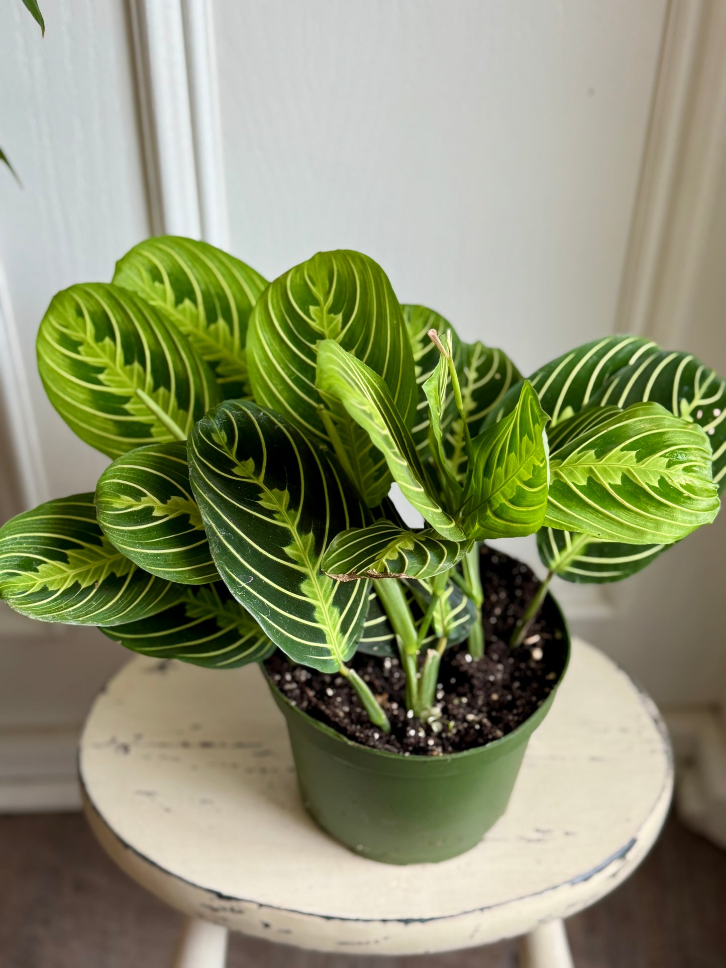 Marantha (Prayer Plant)