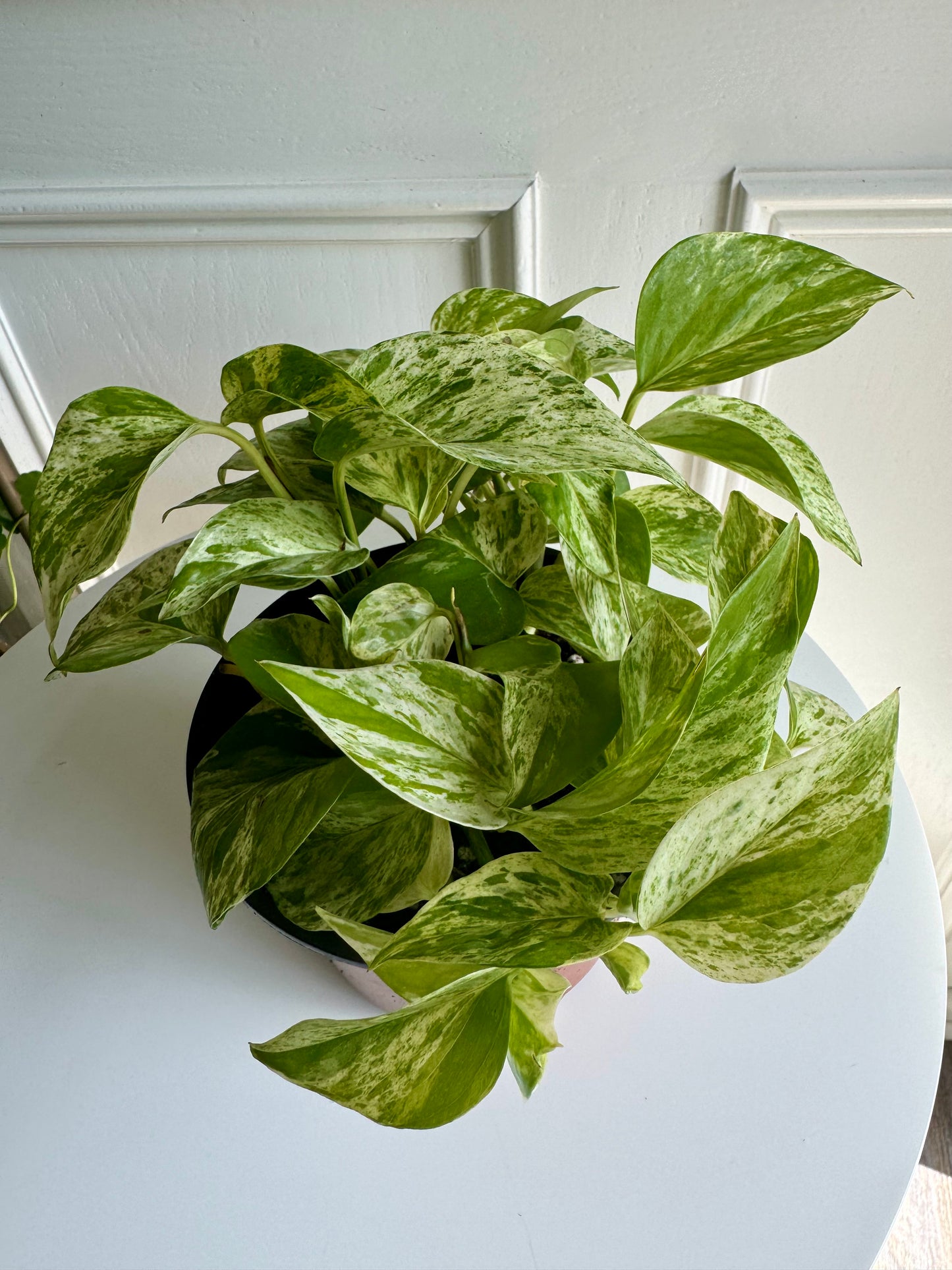 Pothos Marble Queen