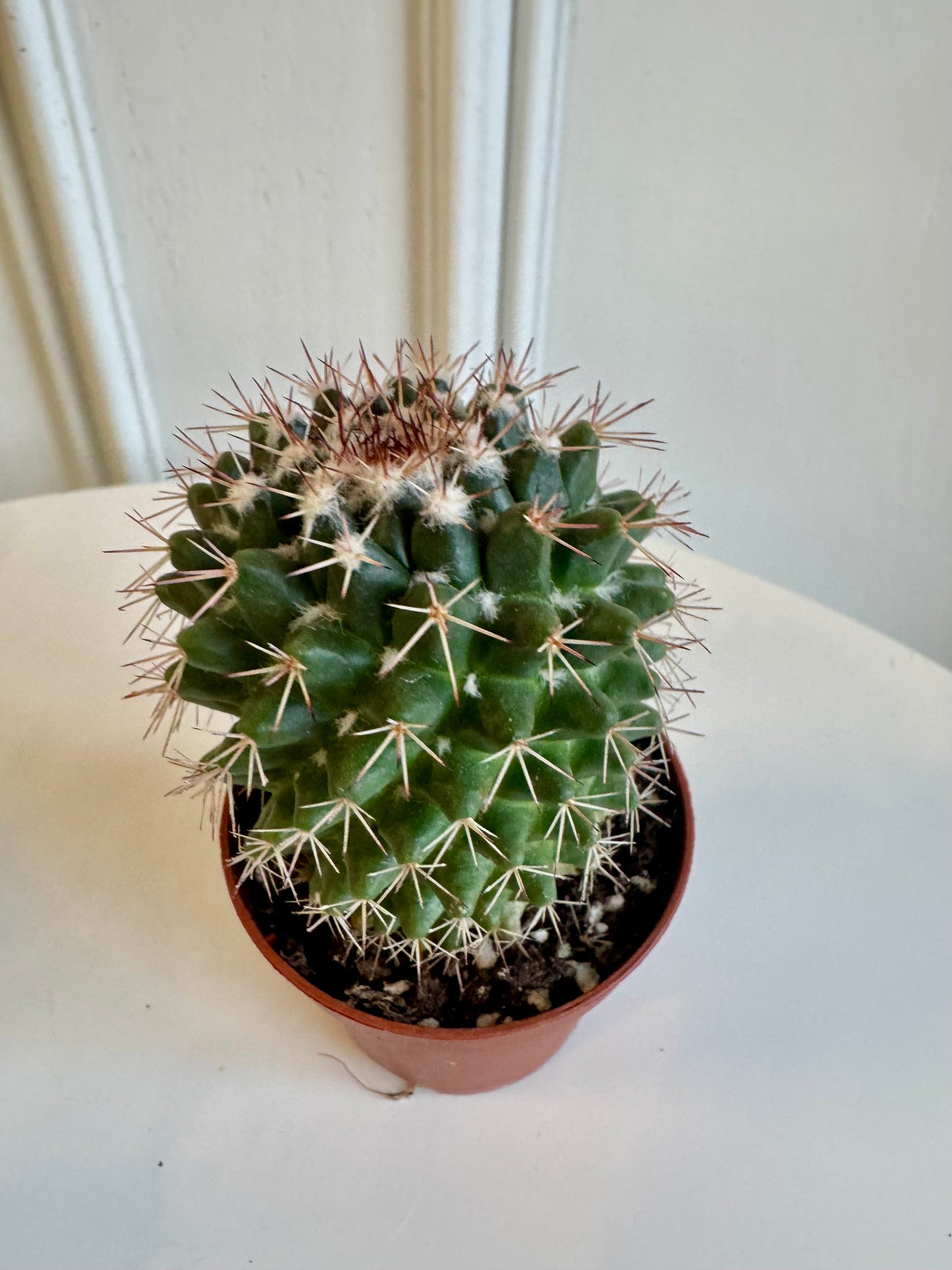 Cactus 2.5"
