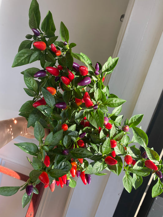 Ornamental Pepper