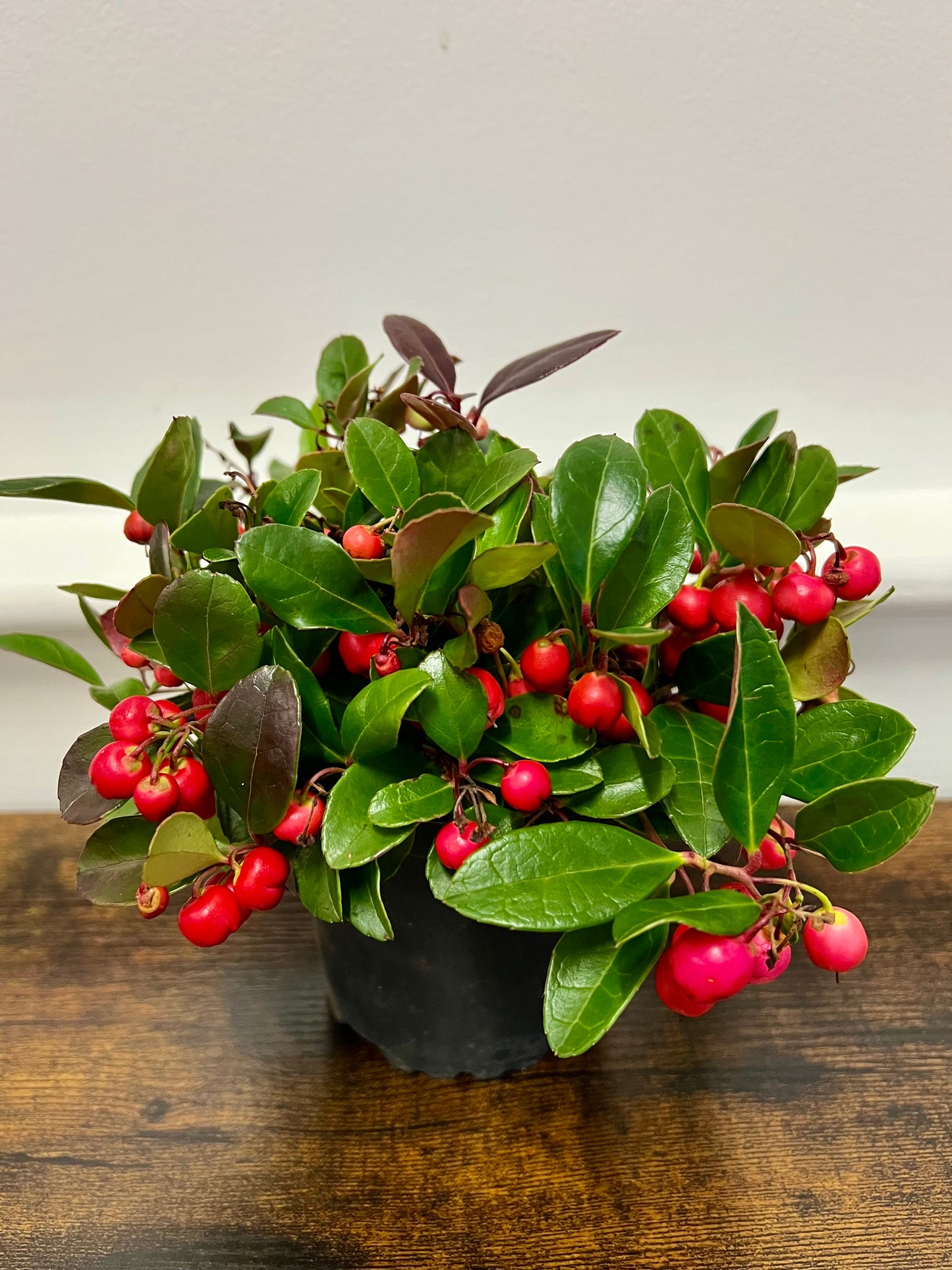 Gaultheria Winter Berry