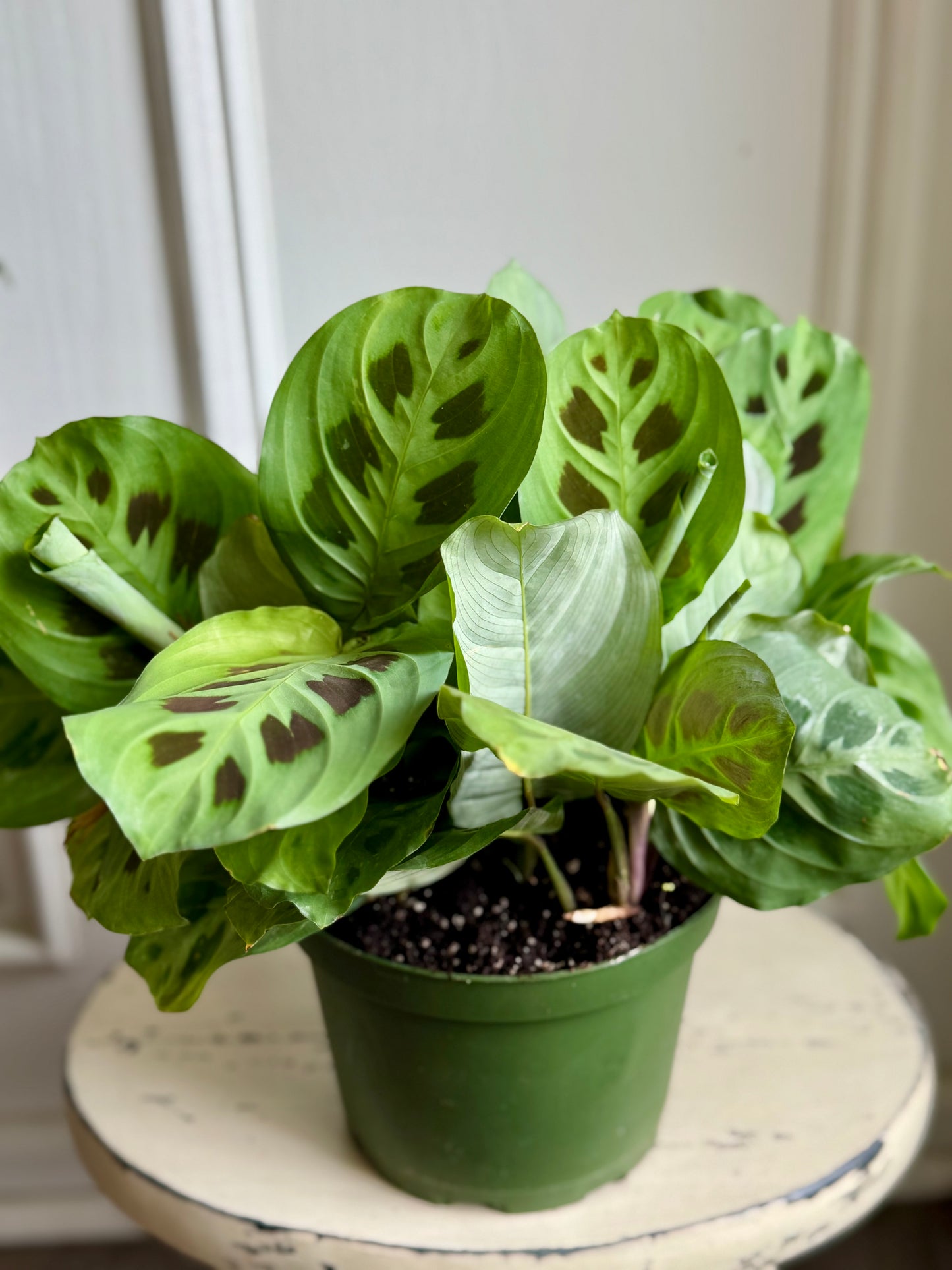 Marantha (Prayer Plant)