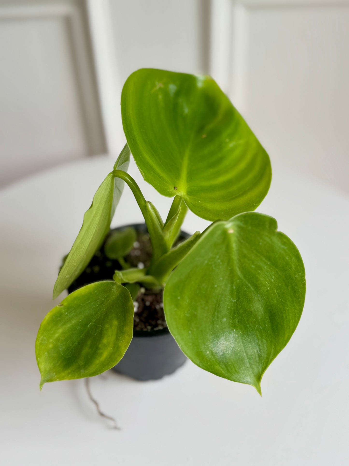 Philodendron Grazielae