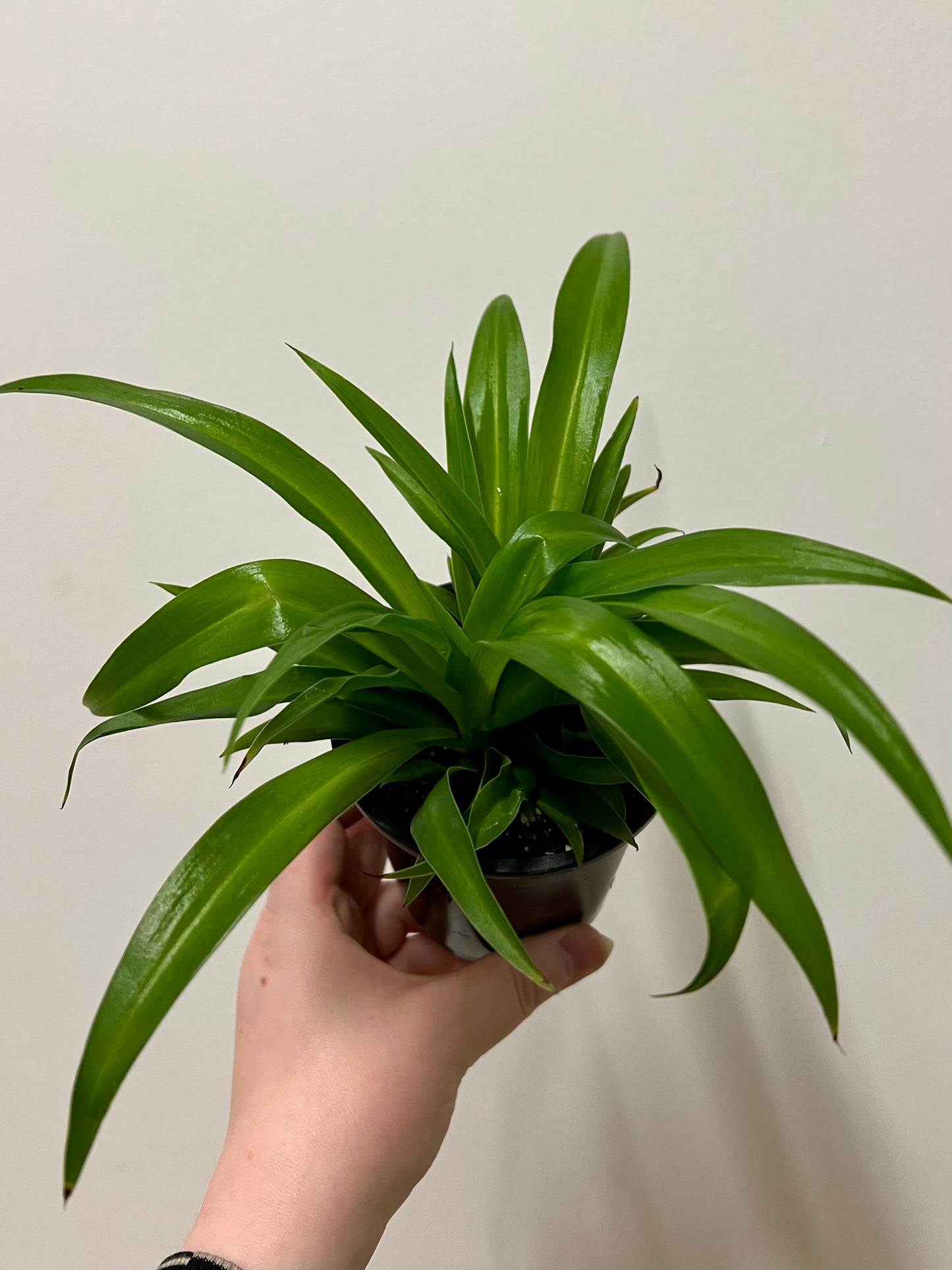 Spider Plant