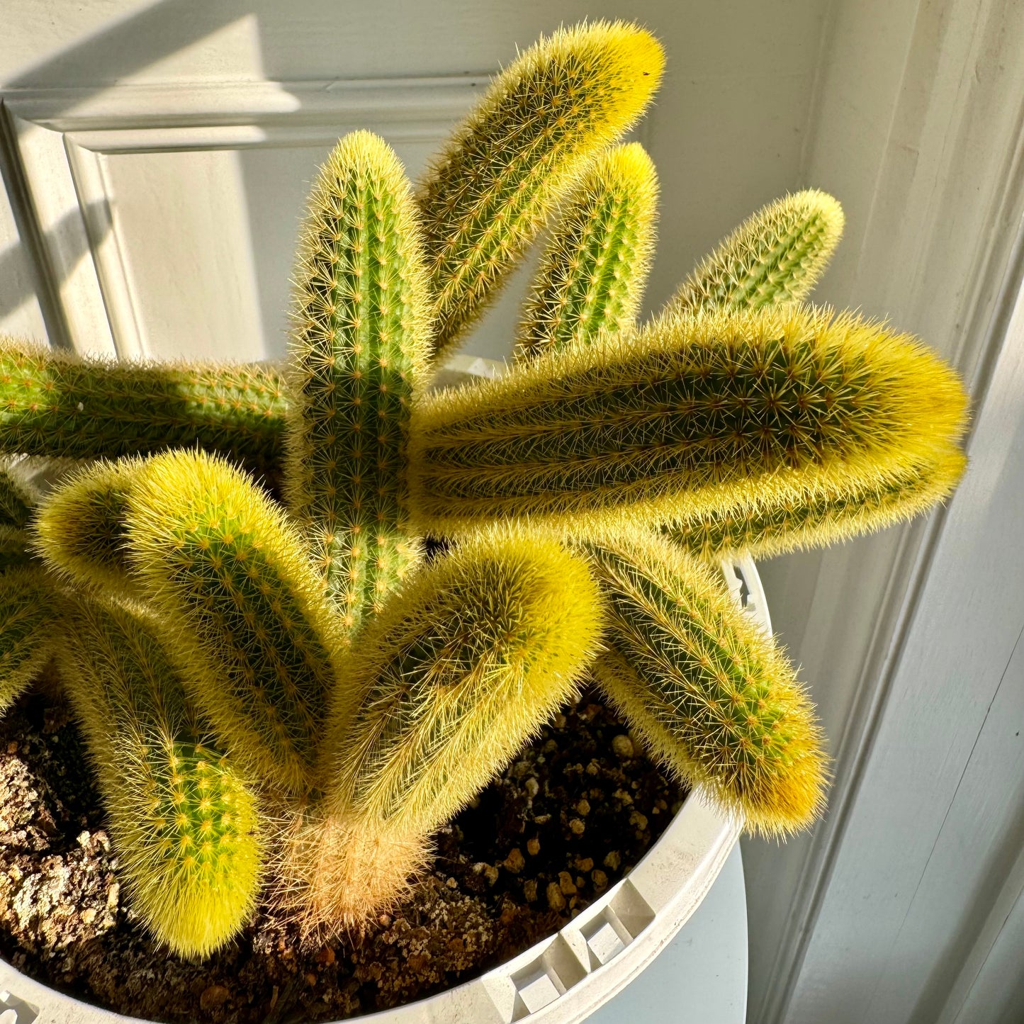 Golden Monkey Tail Cactus Hanging Basket