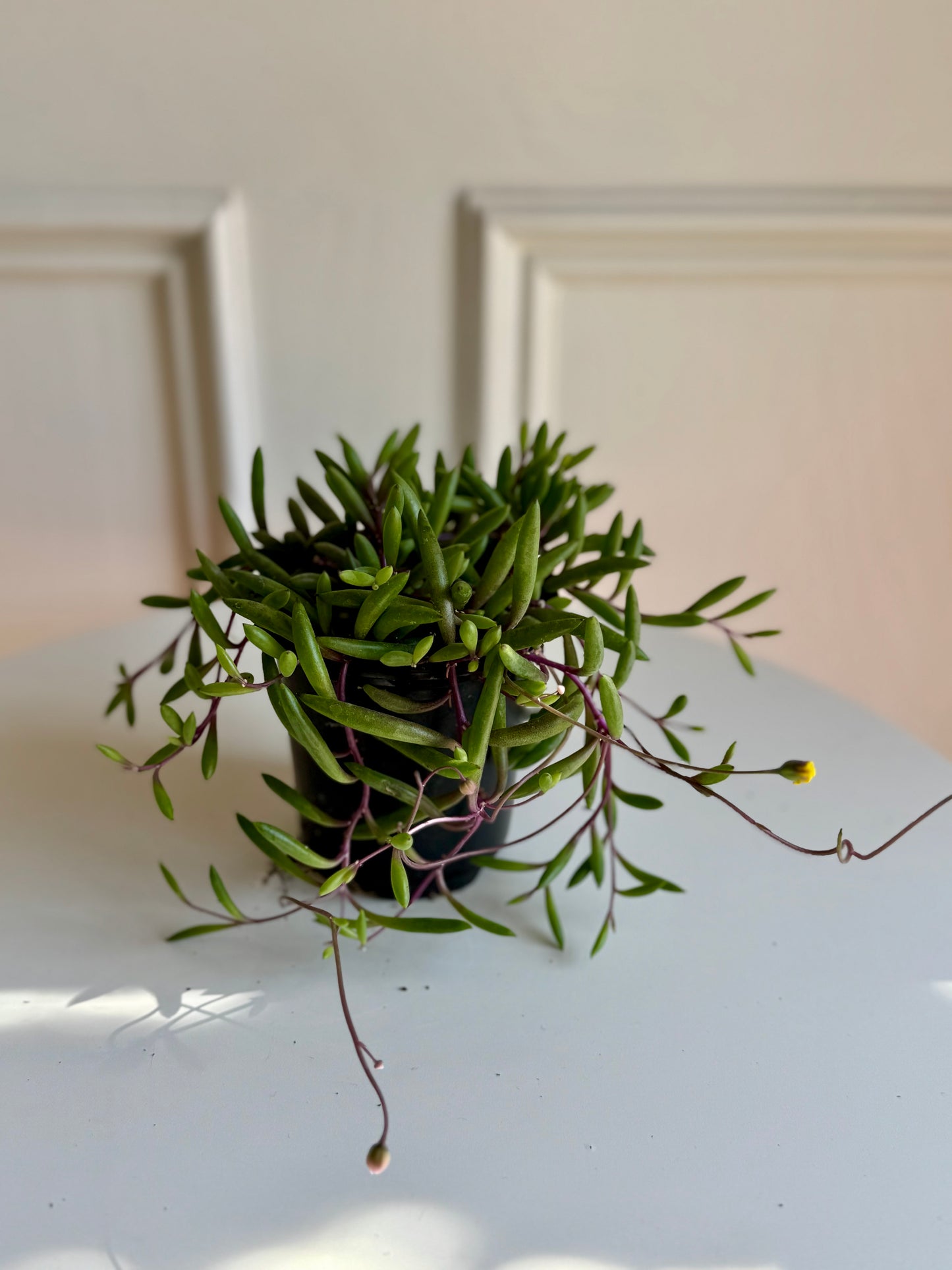 Othonna Capensis (Ruby Necklace)