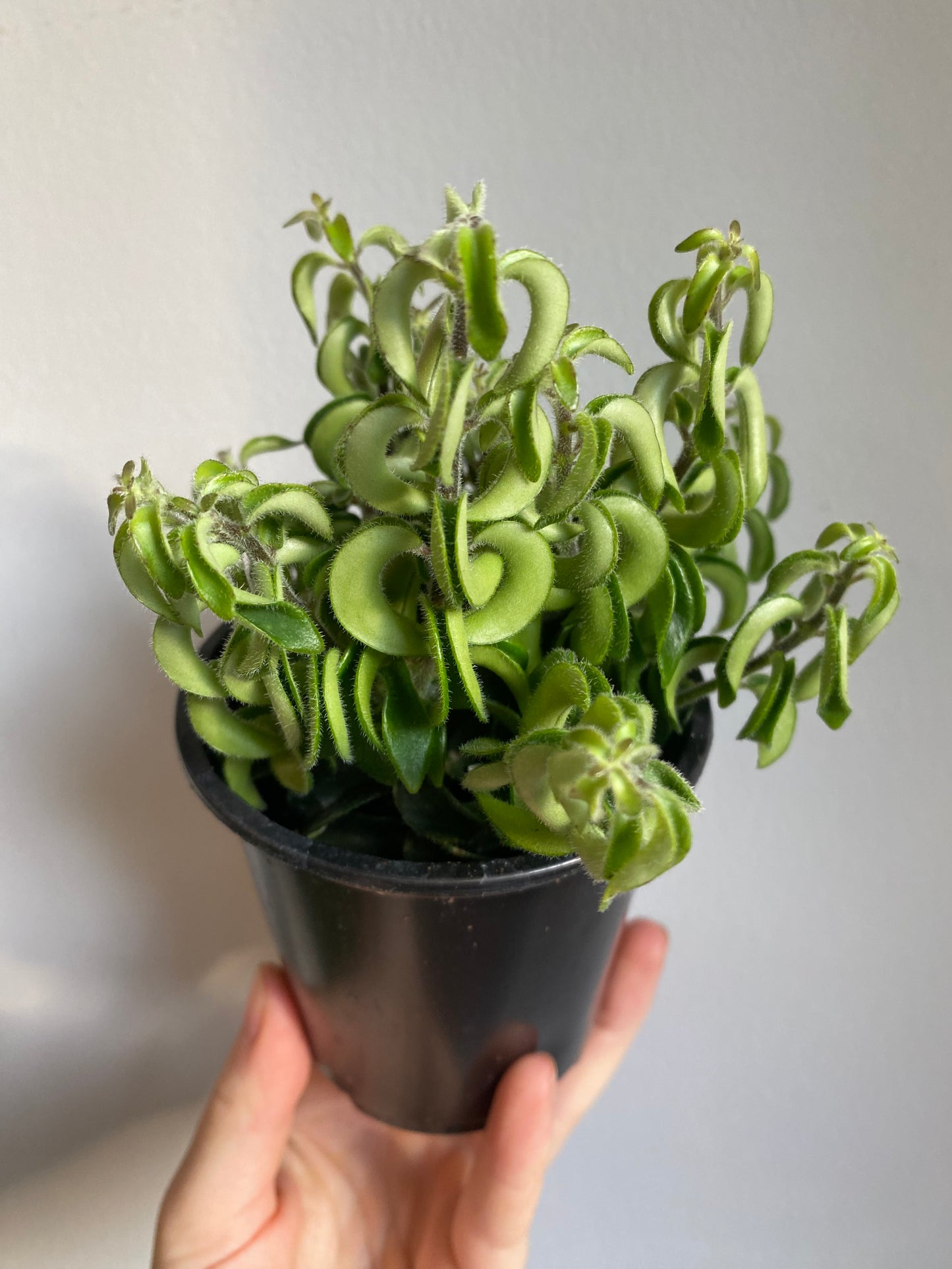 Lipstick Plant
