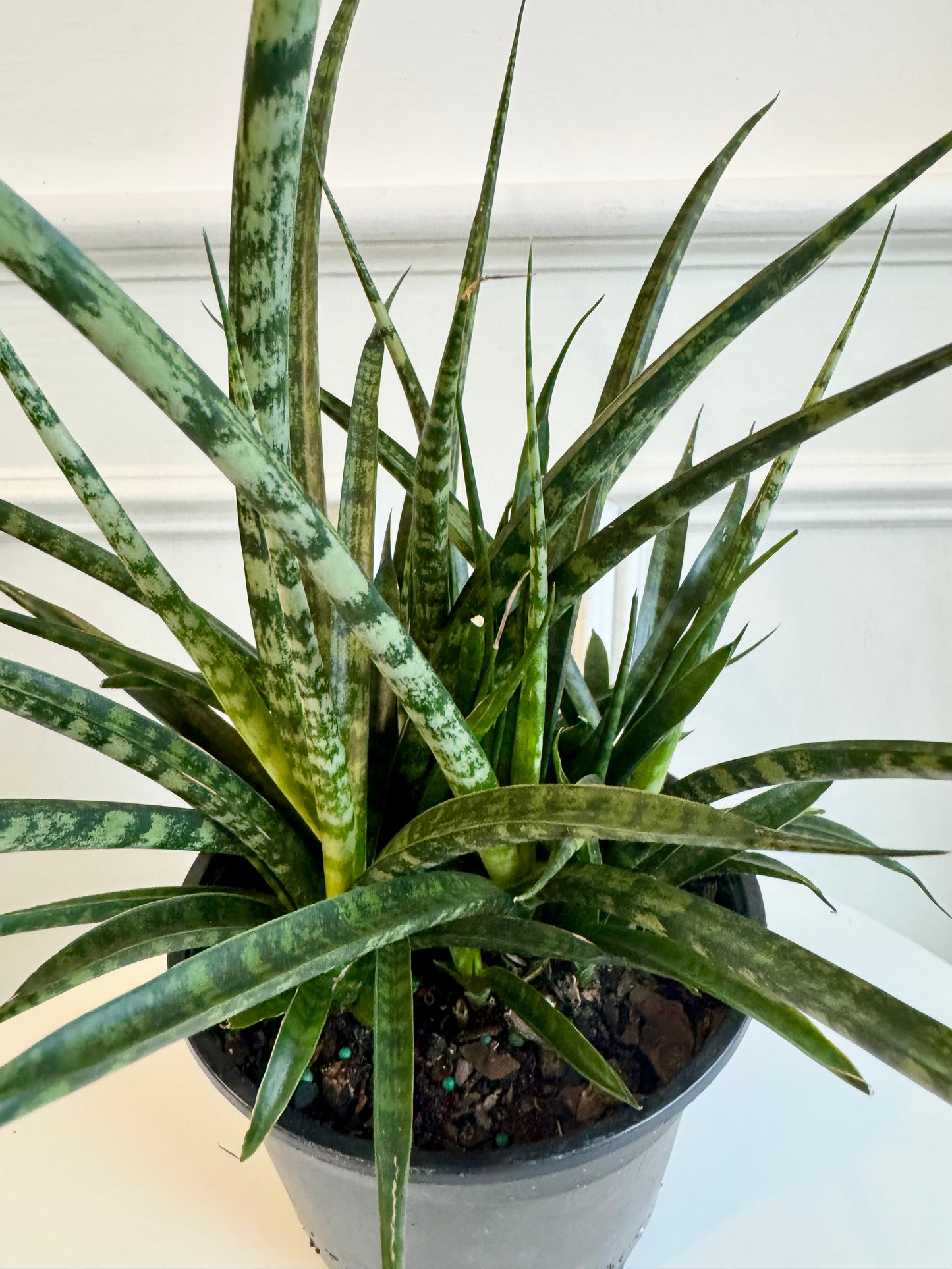 Sansaveria (Snake Plant) Fernwood