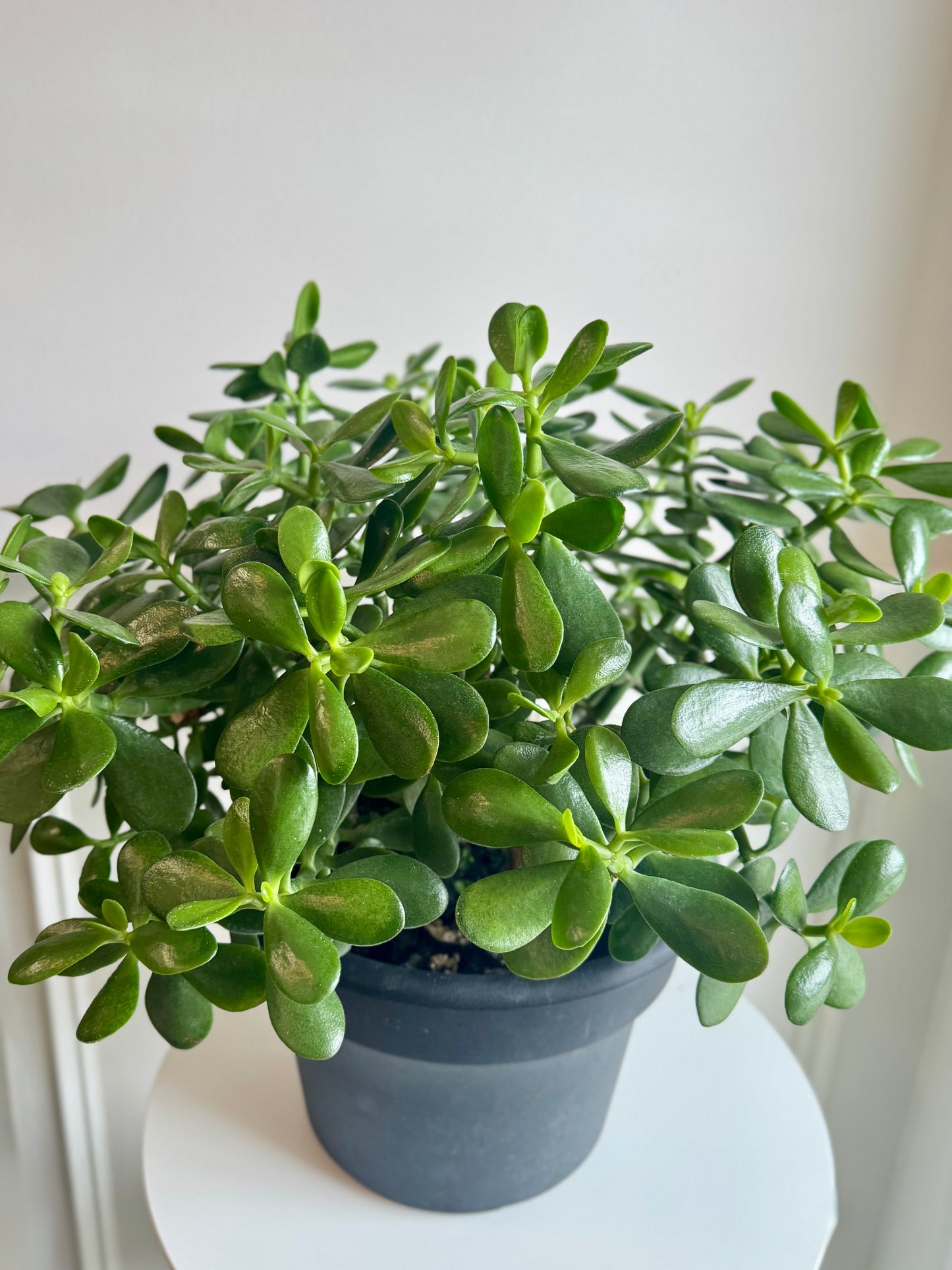 Jade Plant