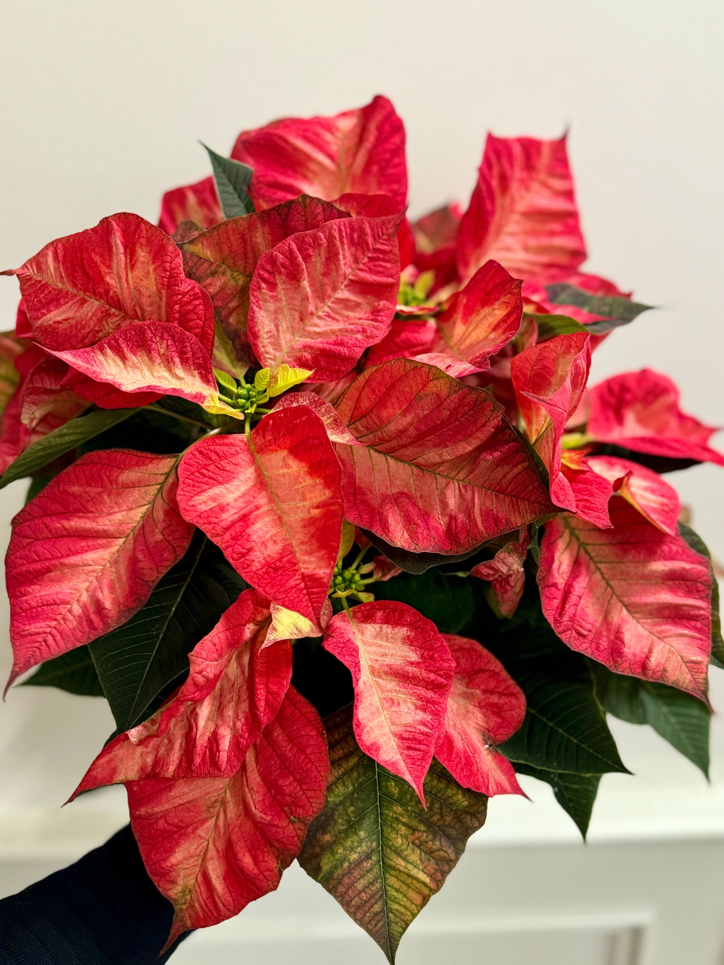 Poinsettia