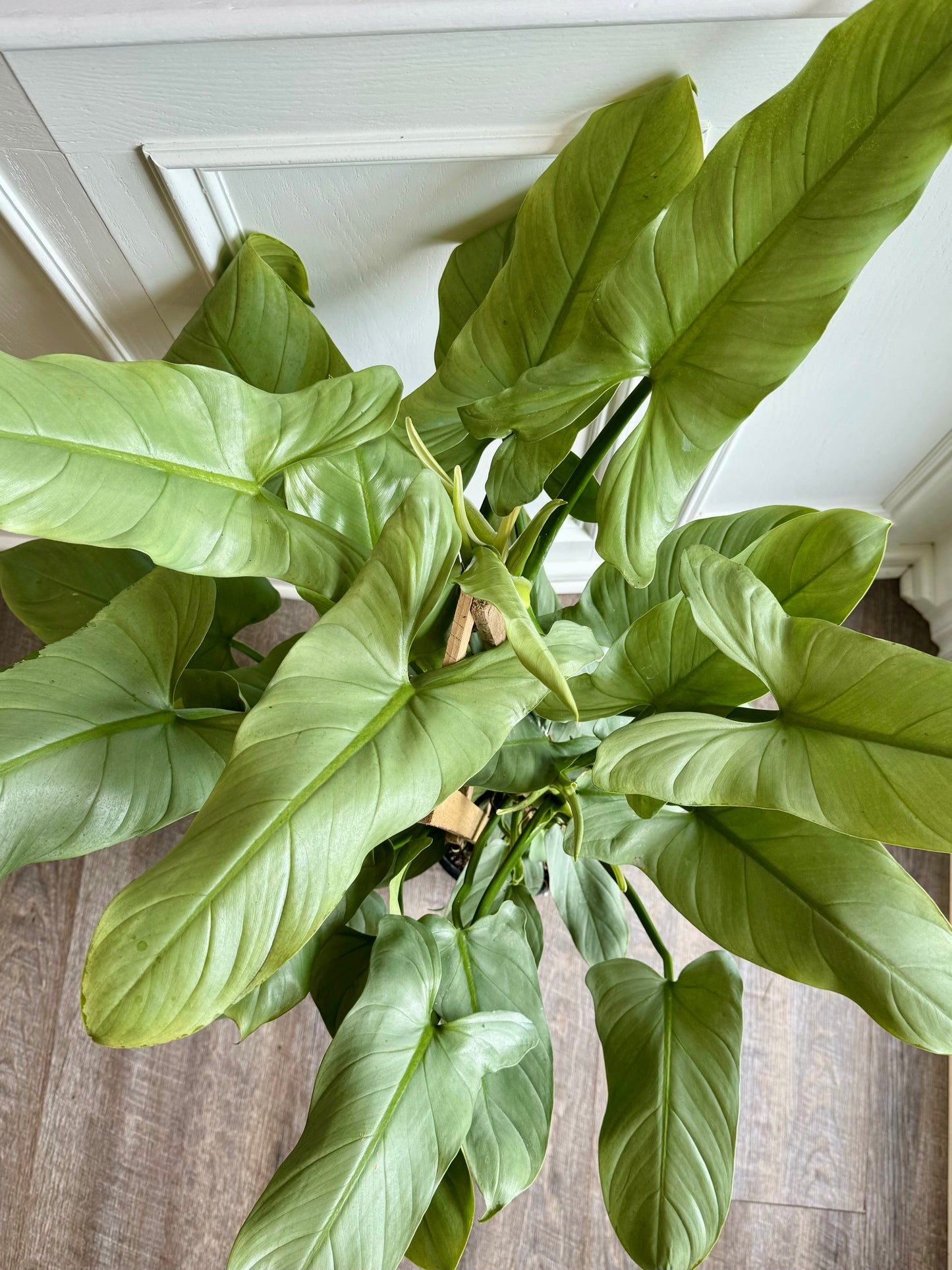 Philodendron Silver Sword Trellis
