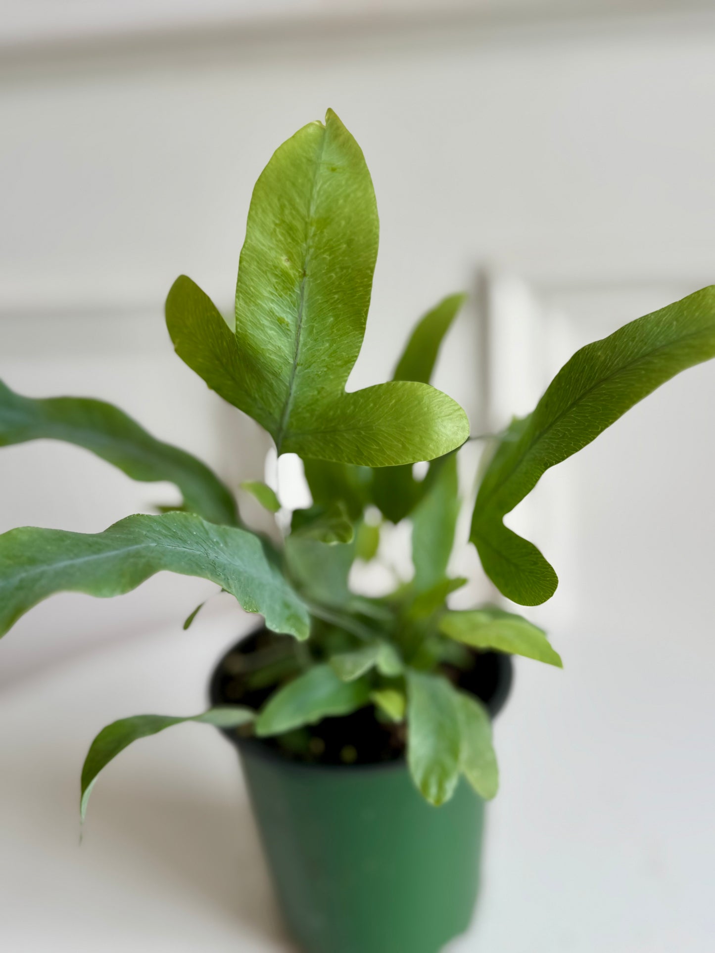 Fern Blue Star