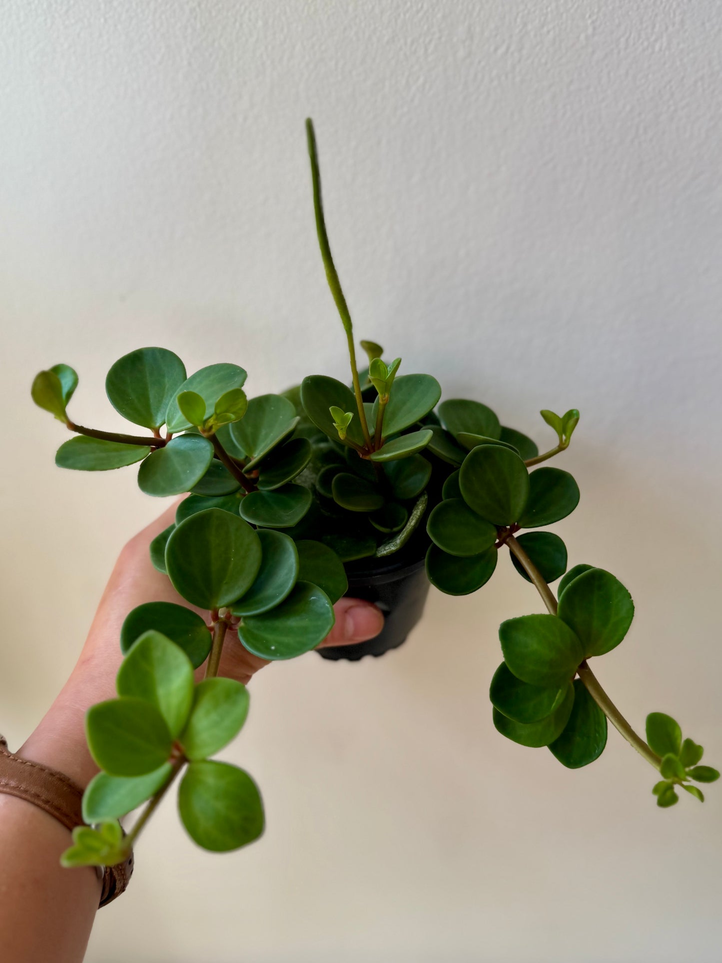 Peperomia