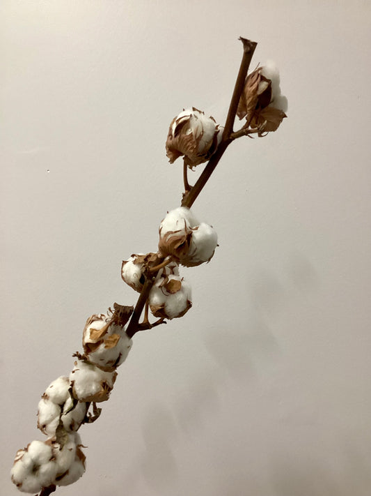 Cotton Stem