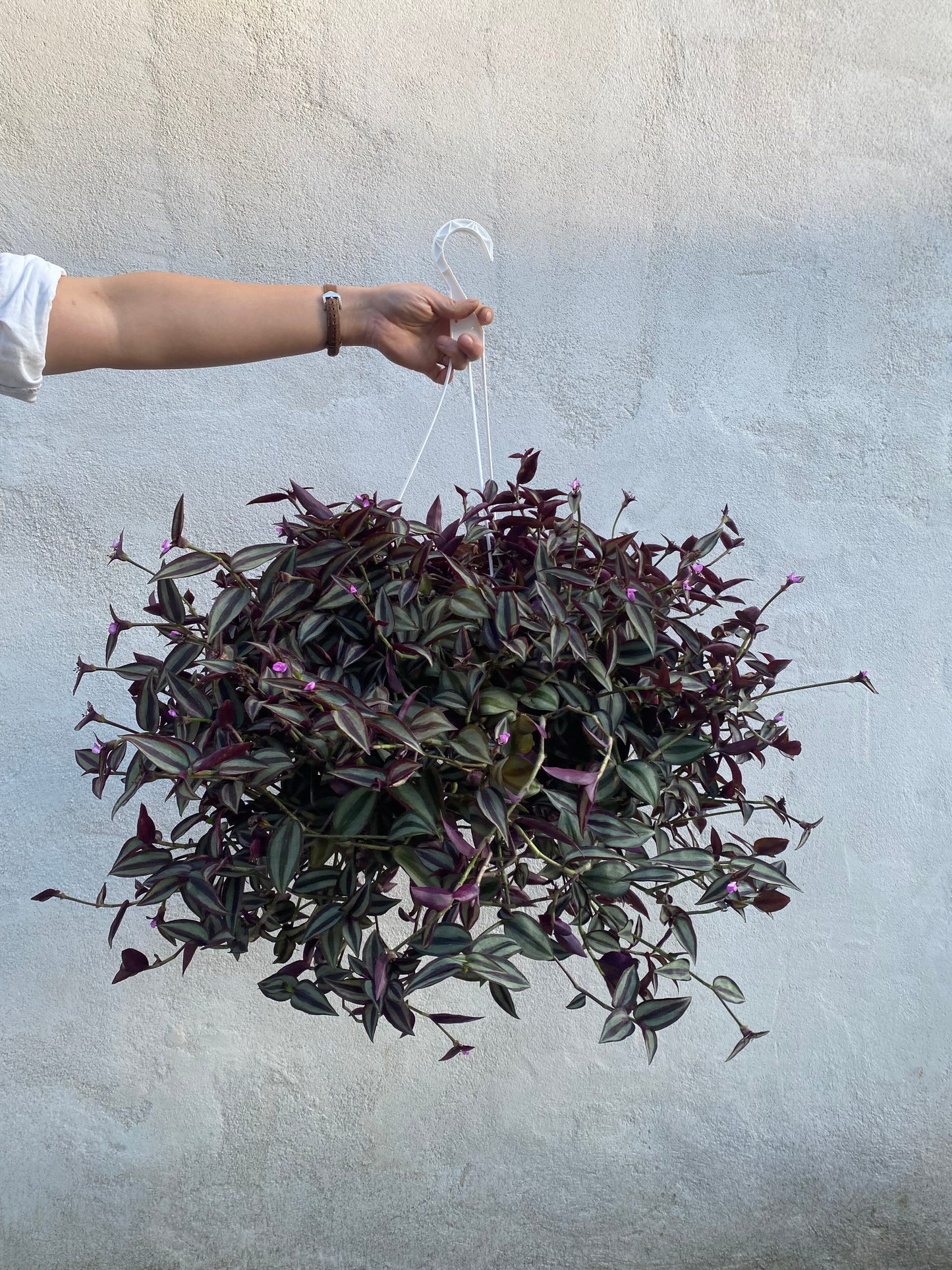 Tradescantia Hanging Basket