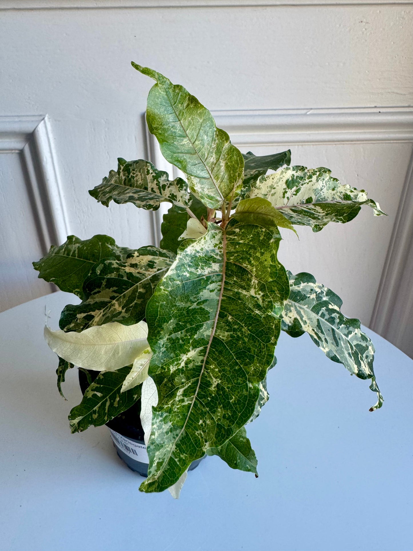 Ficus Aspera Variegate