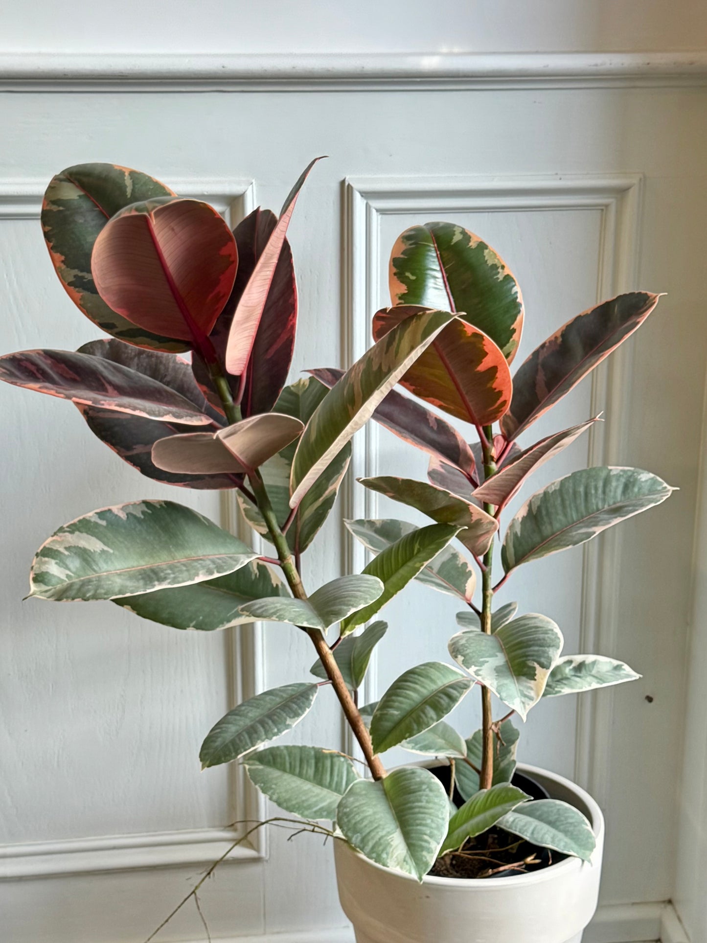 Ficus Elastica Ruby