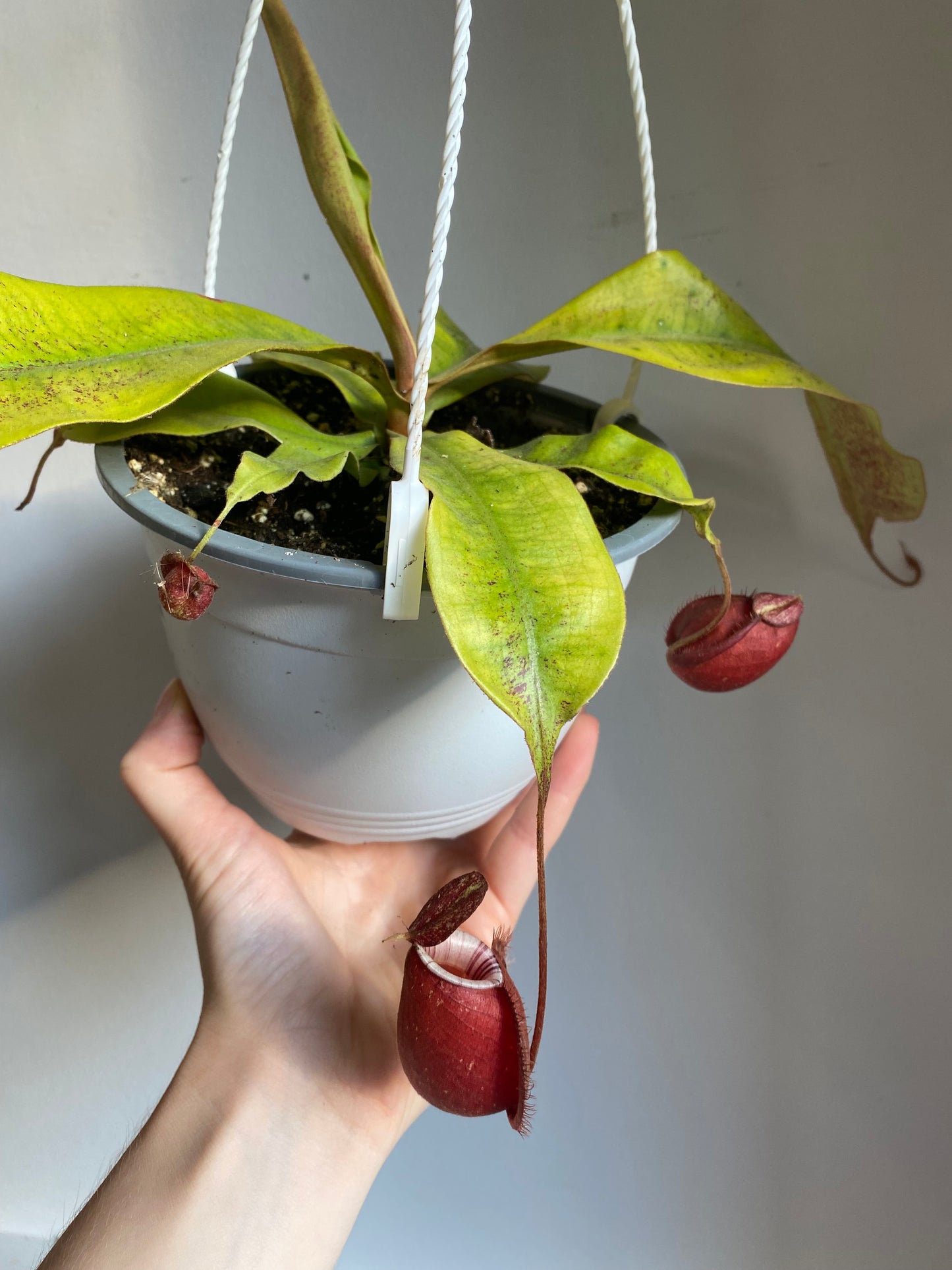 Pitcher Plant