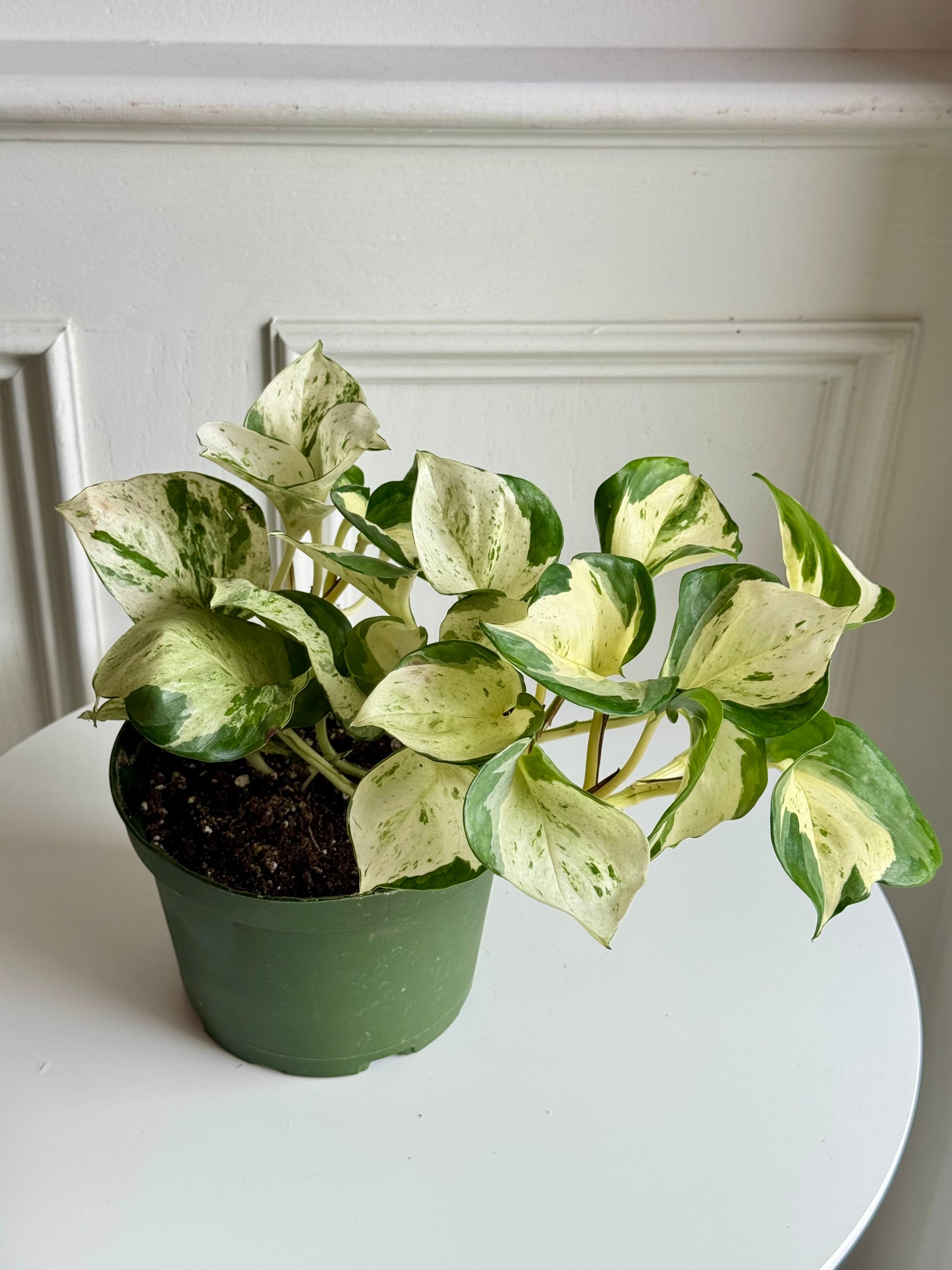 Pothos Manjula