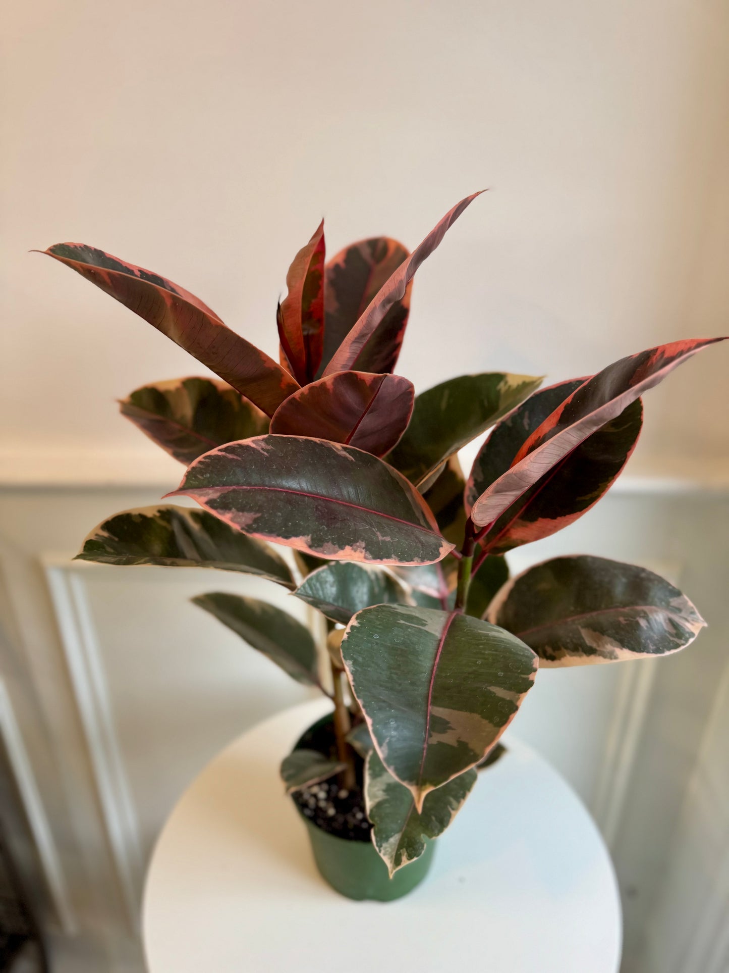 Ficus Elastica Ruby