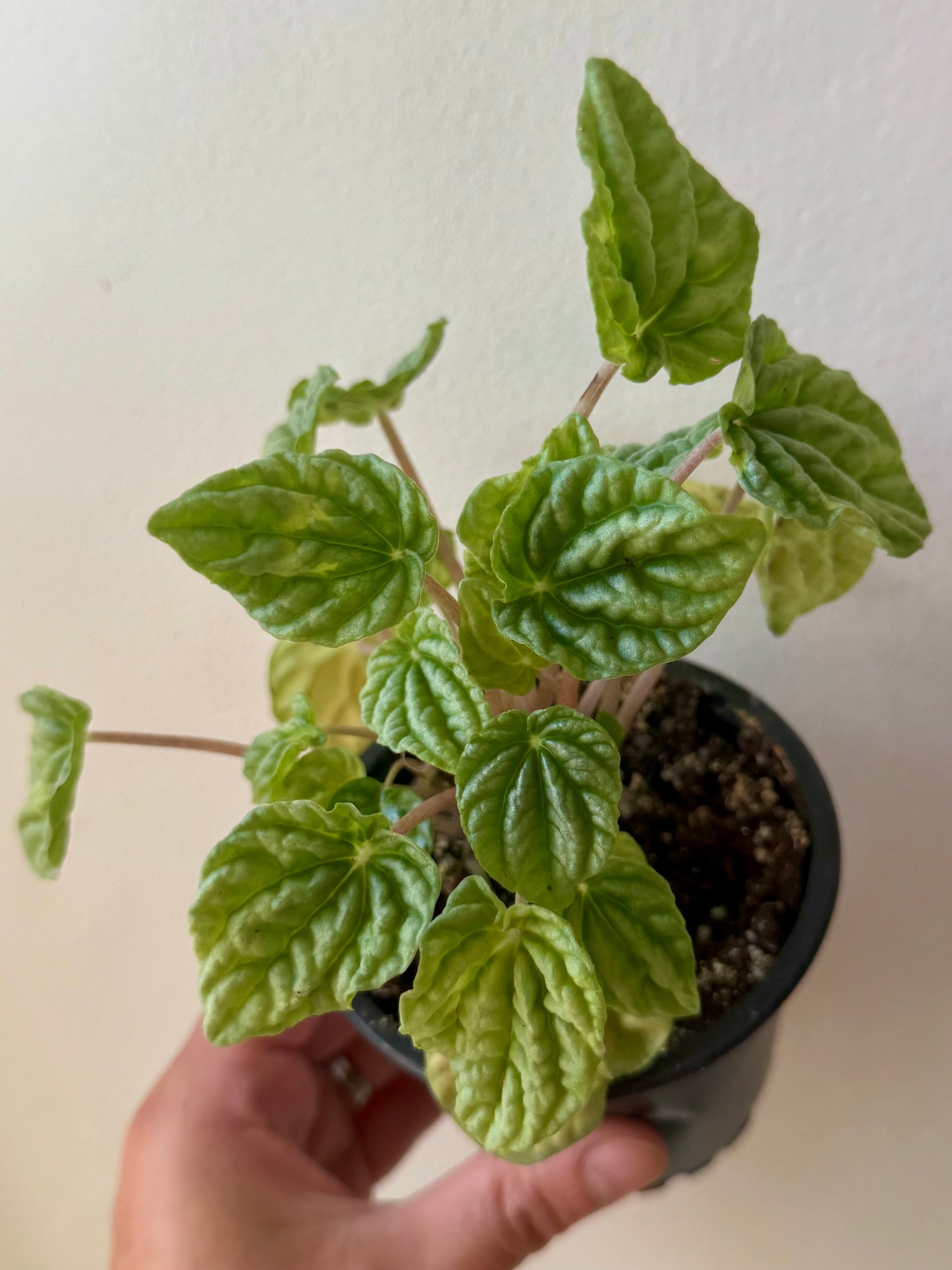 Peperomia