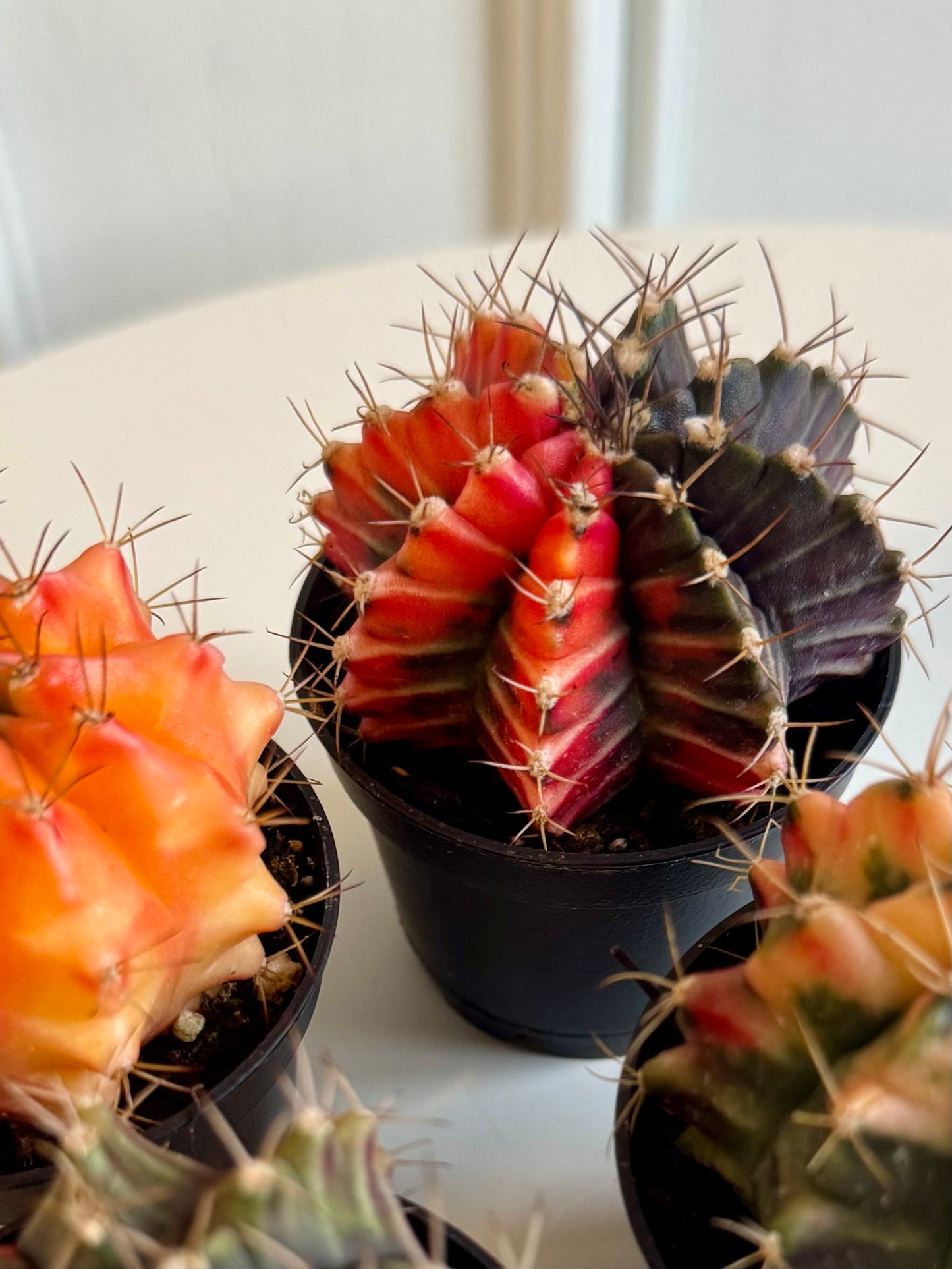 Gymnocalycium Moon Cactus