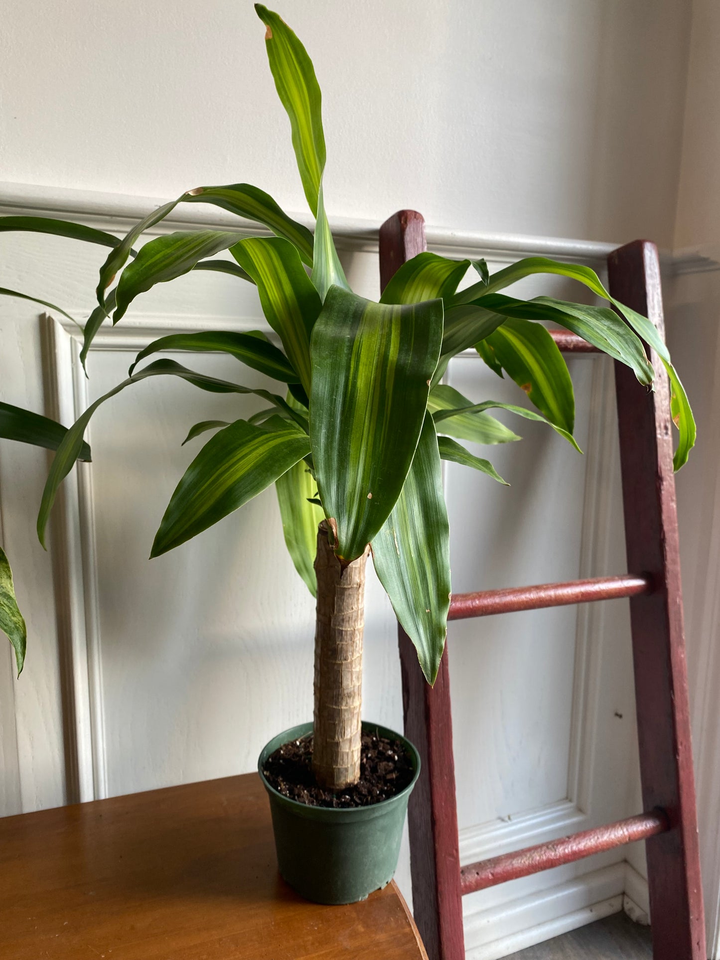 Cane Set Dracaena Massangeana