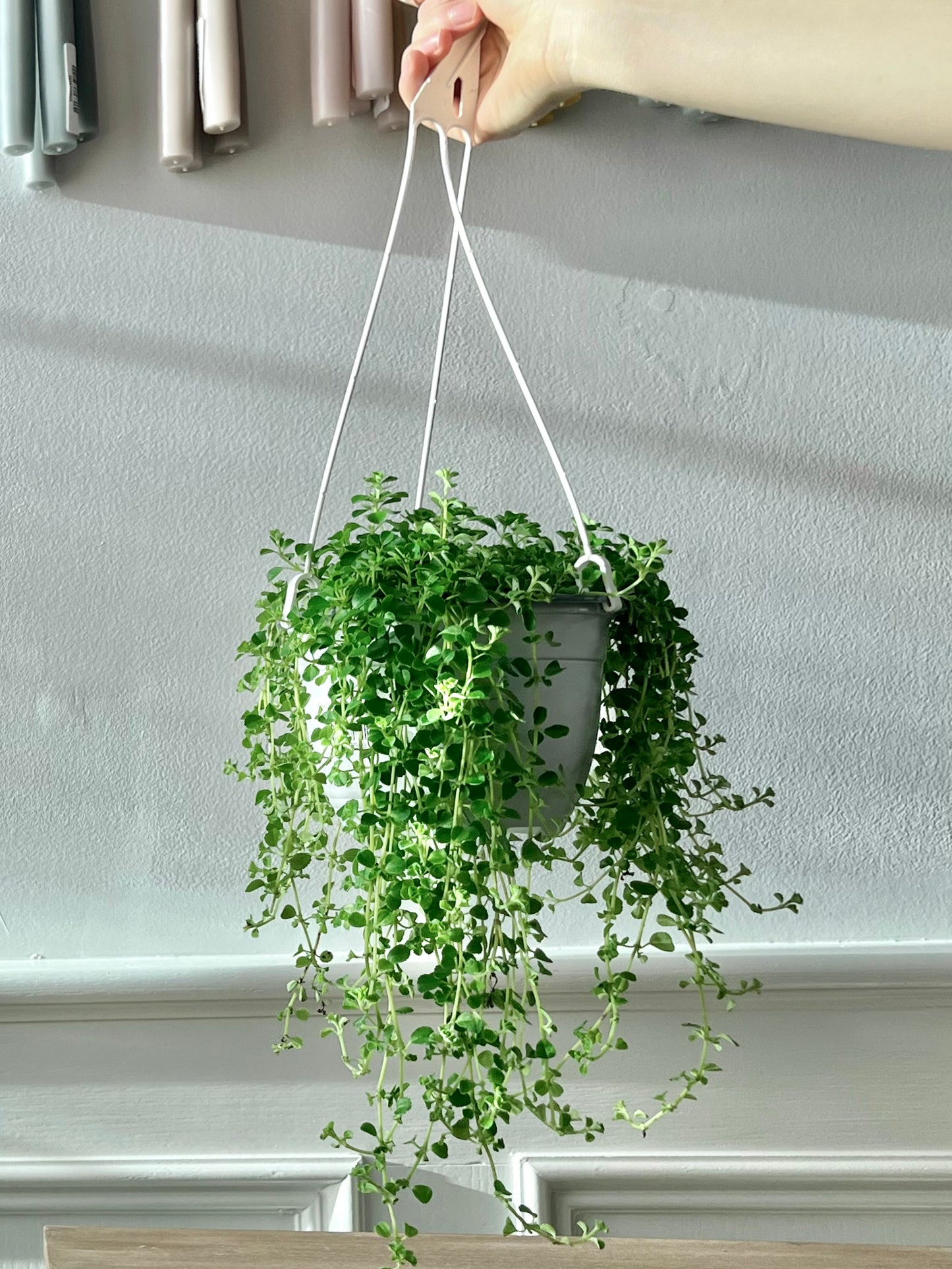 Pilea Depressa Hanging Basket