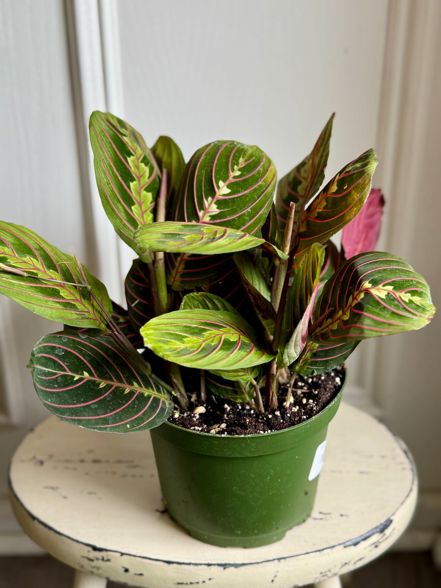 Marantha (Prayer Plant)