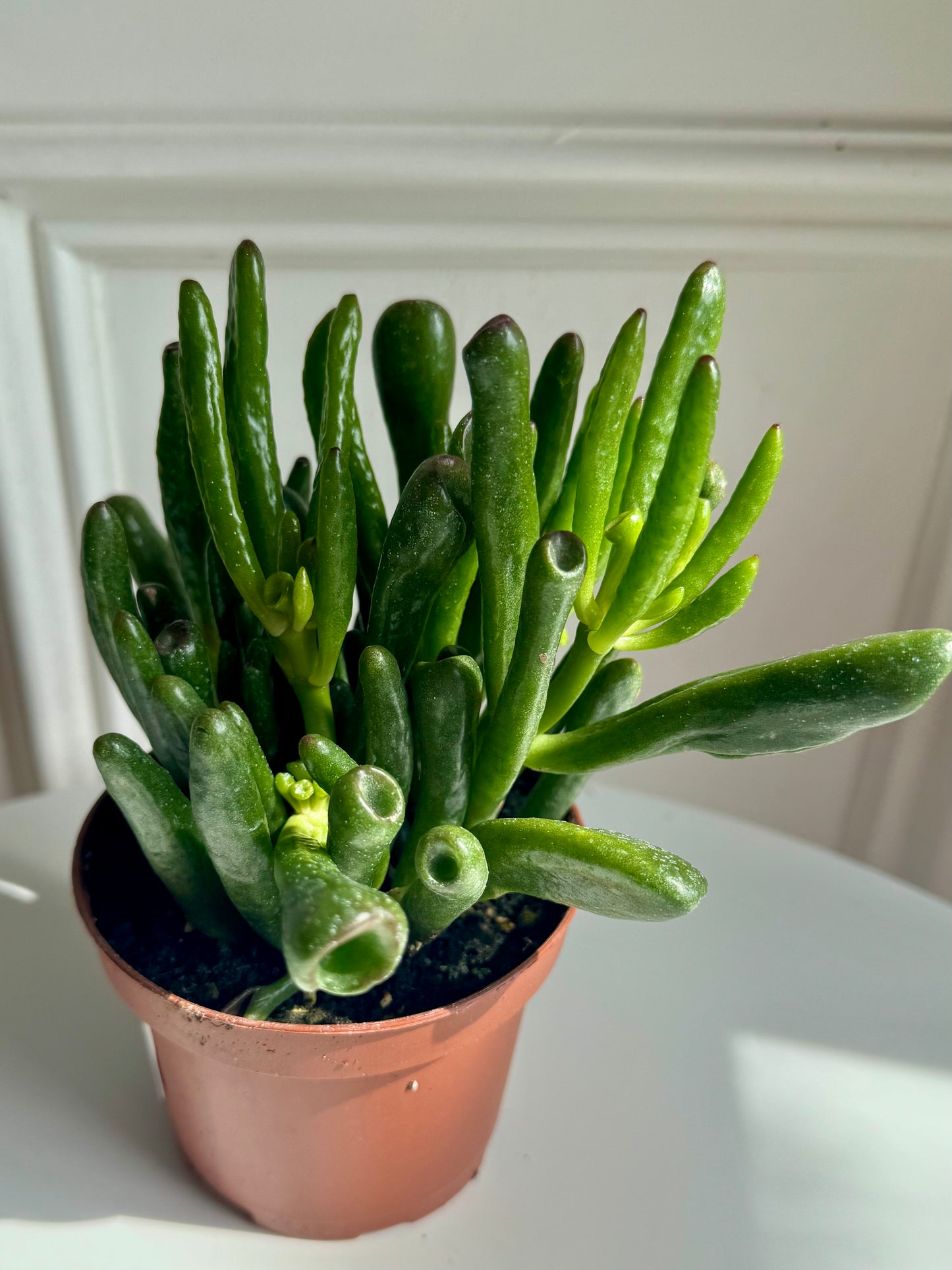 Coral Jade