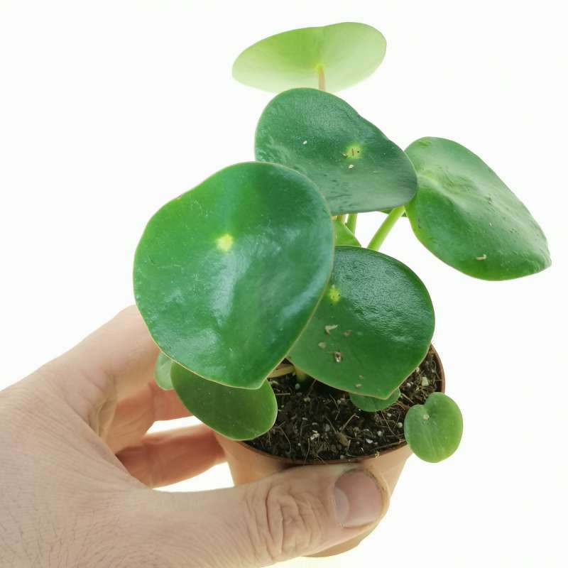 Peperomia