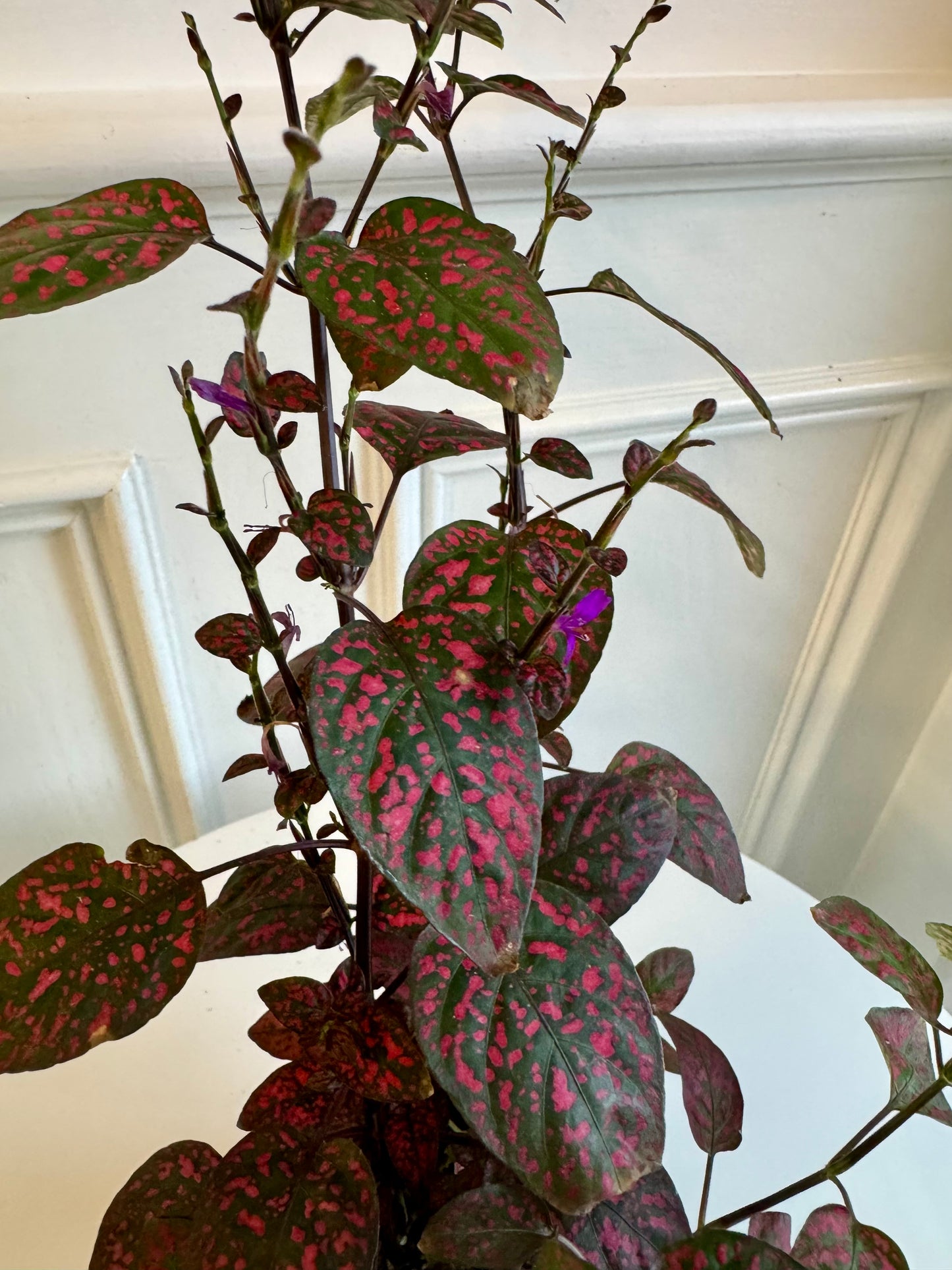 Polka Dot Plant