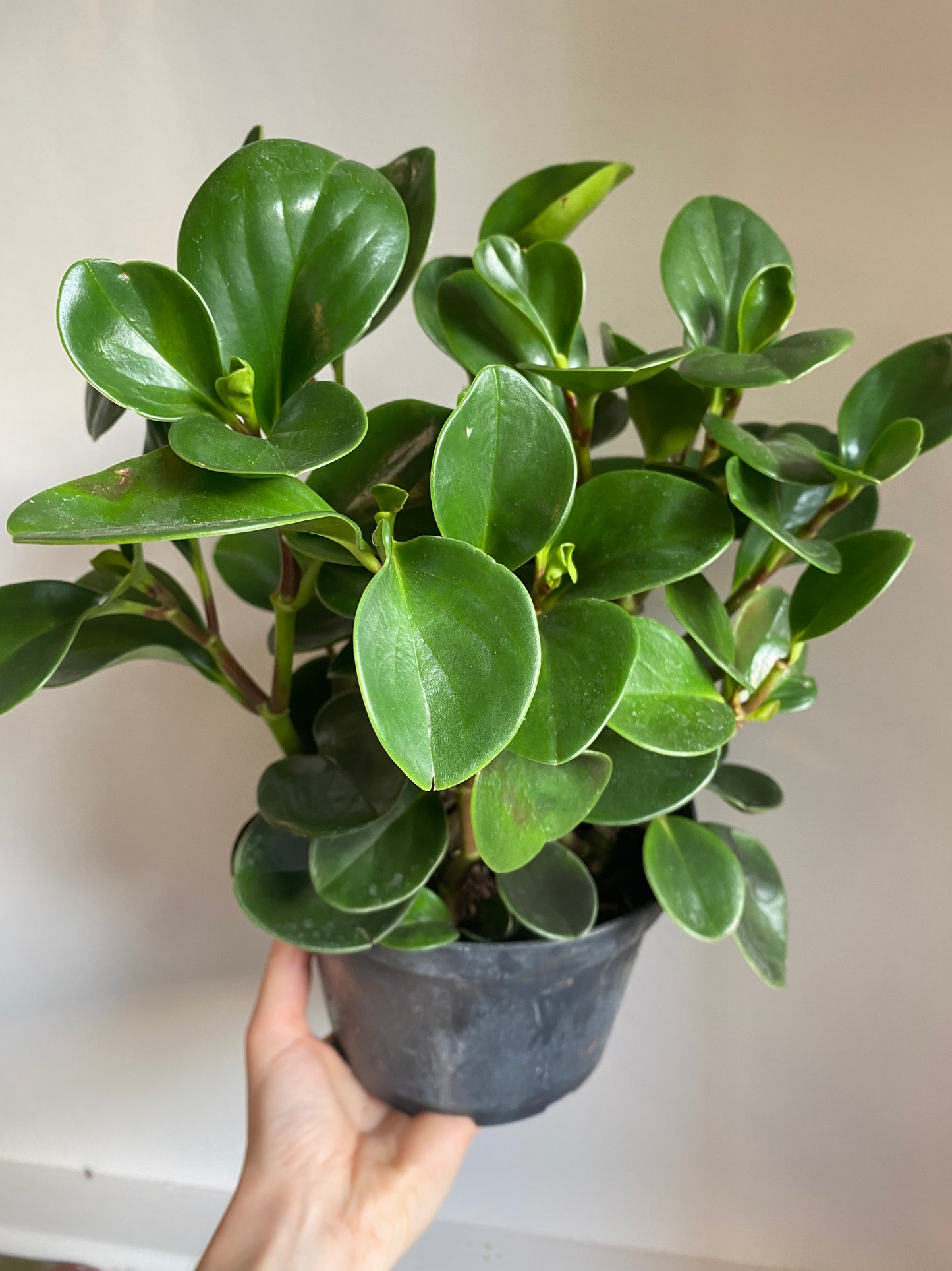 Peperomia Obtusifolia