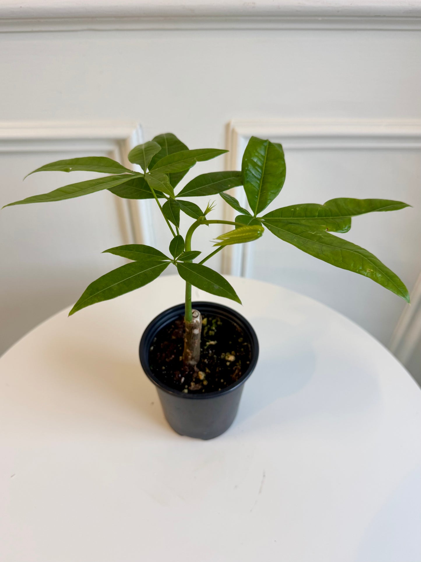 Money Tree (Pachira)