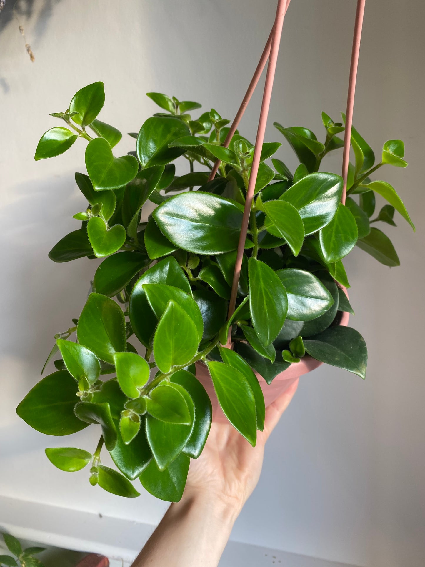 Lipstick Plant Hanging Basket