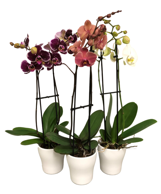 5" Orchid with Ceramic Pot