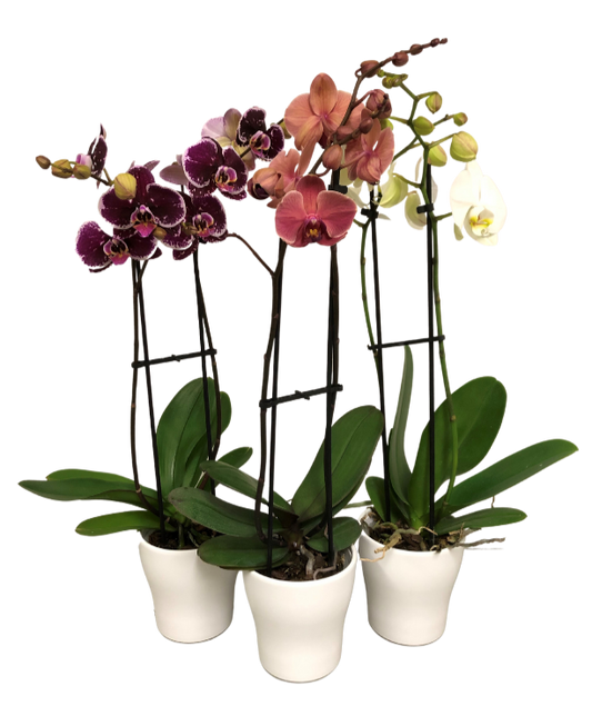 5" Orchid with Ceramic Pot