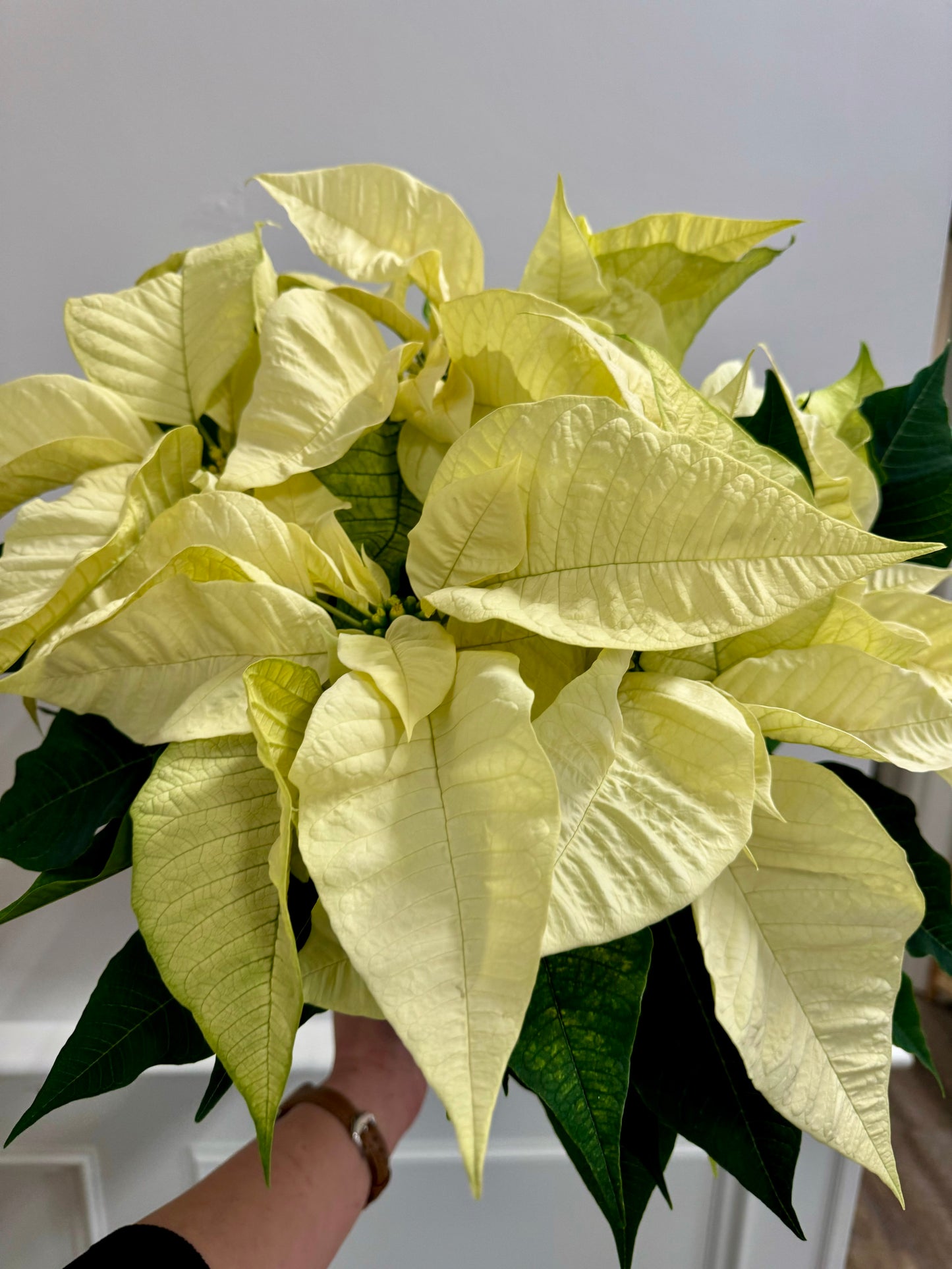 Poinsettia