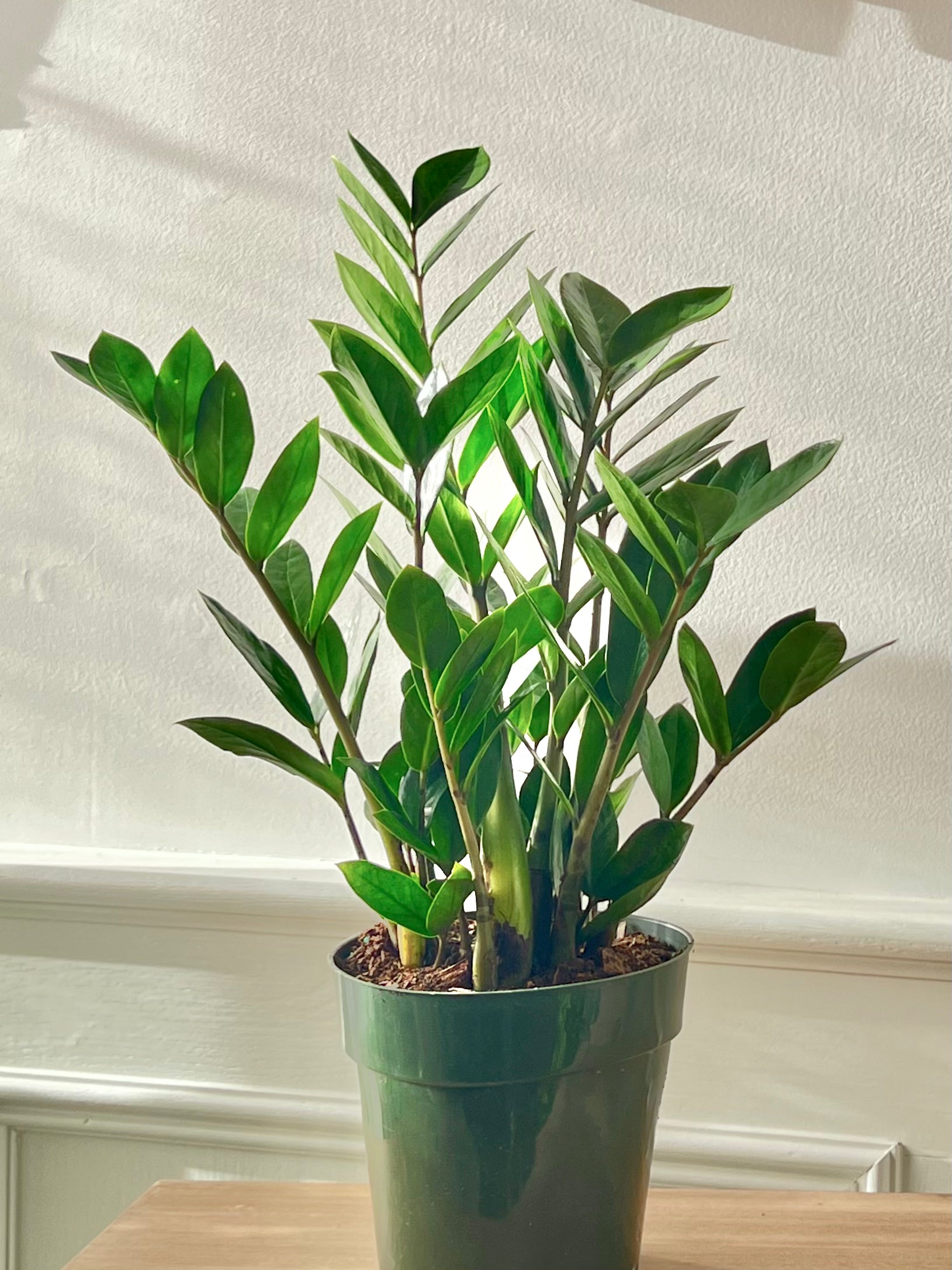 zz plant zamia ZZ Plant