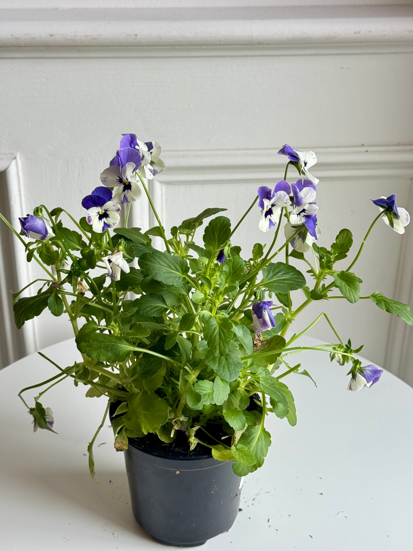 Pansy
