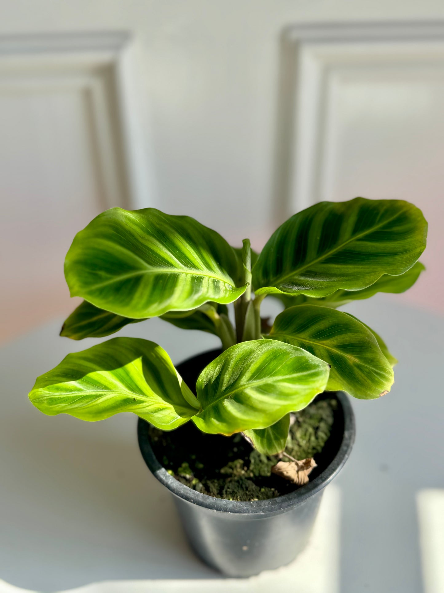 Calathea Zebrina