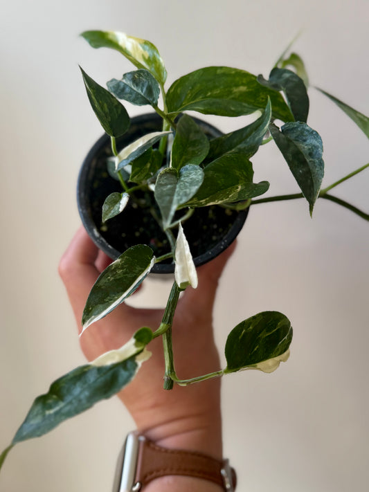 Epipremnum Pinnatum Veriegata