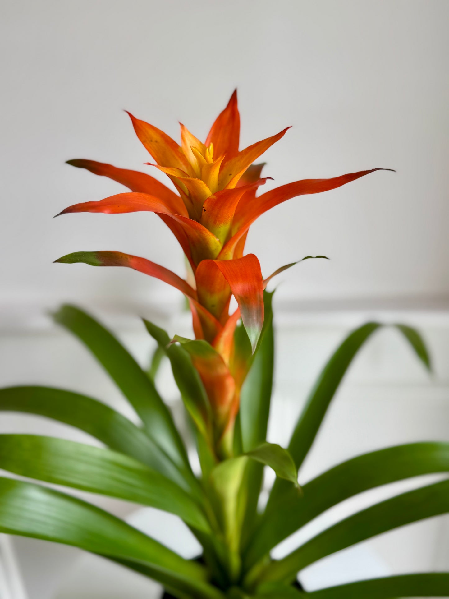 Bromeliad Guzmania