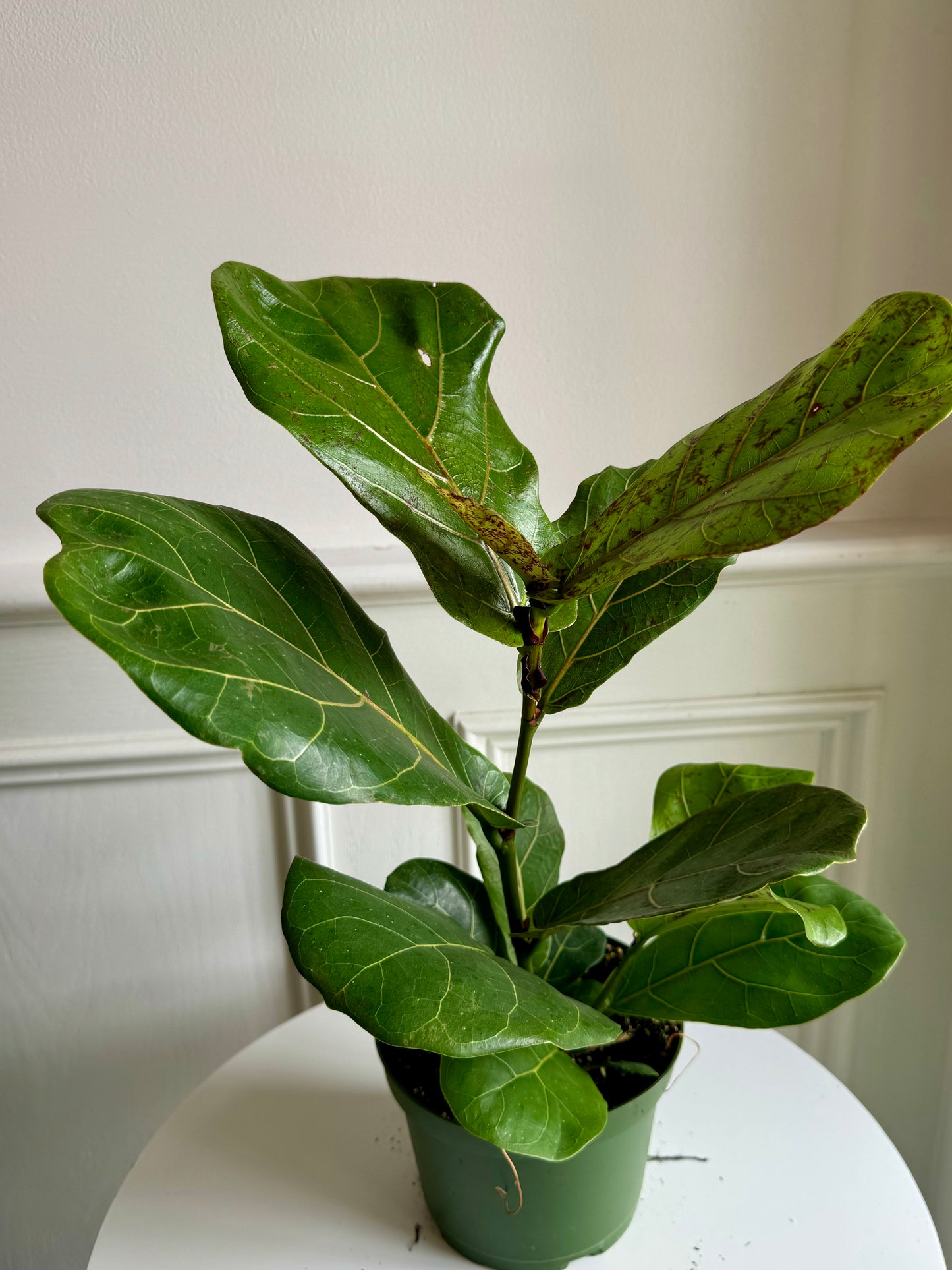 Ficus Lyrata “Little Fiddle”