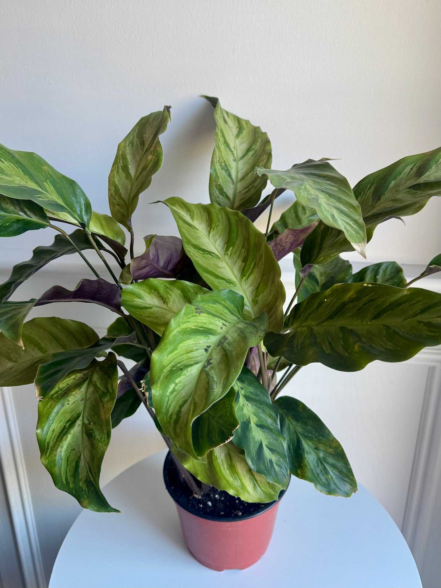 Calathea Louisae