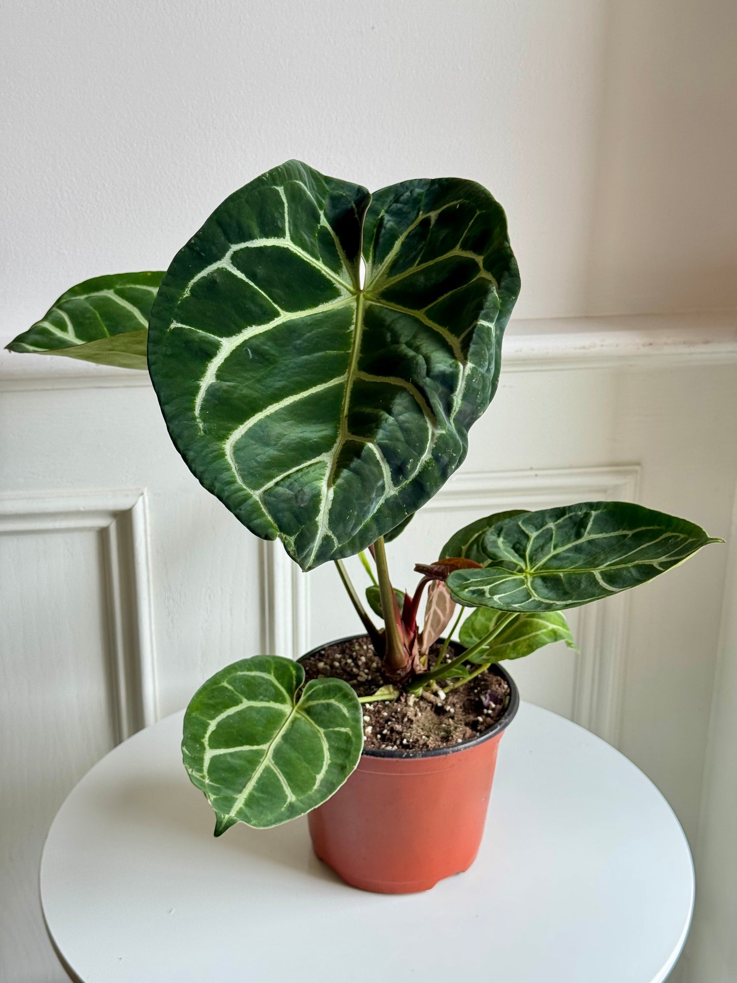 Anthurium Dorayaki Magnificum
